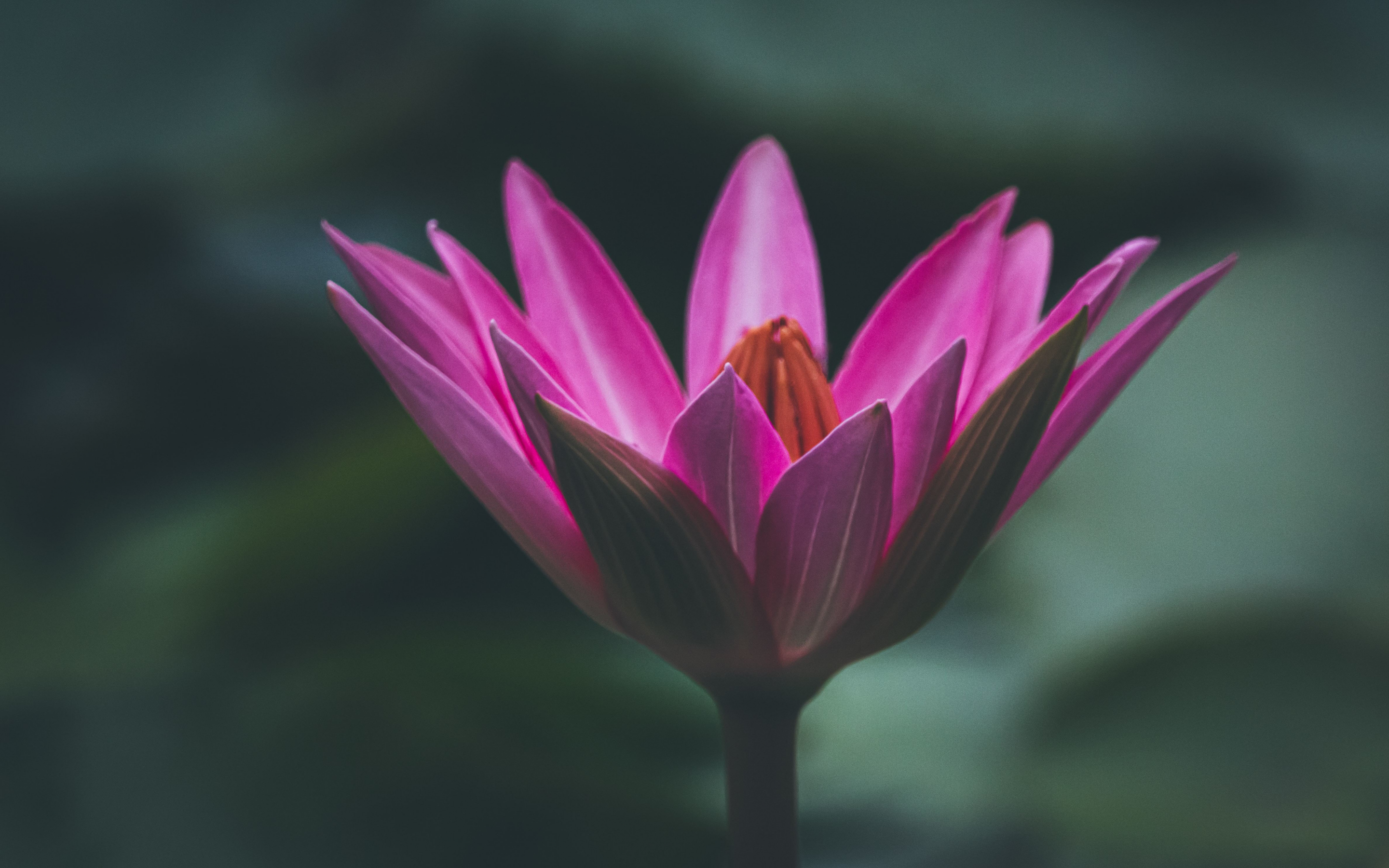 Lotus Download For Mac