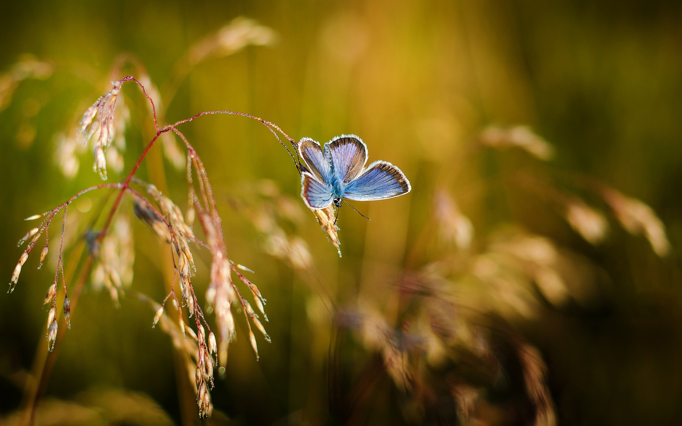 Blue, butterfly, blur, grass threads, 2880x1800 wallpaper