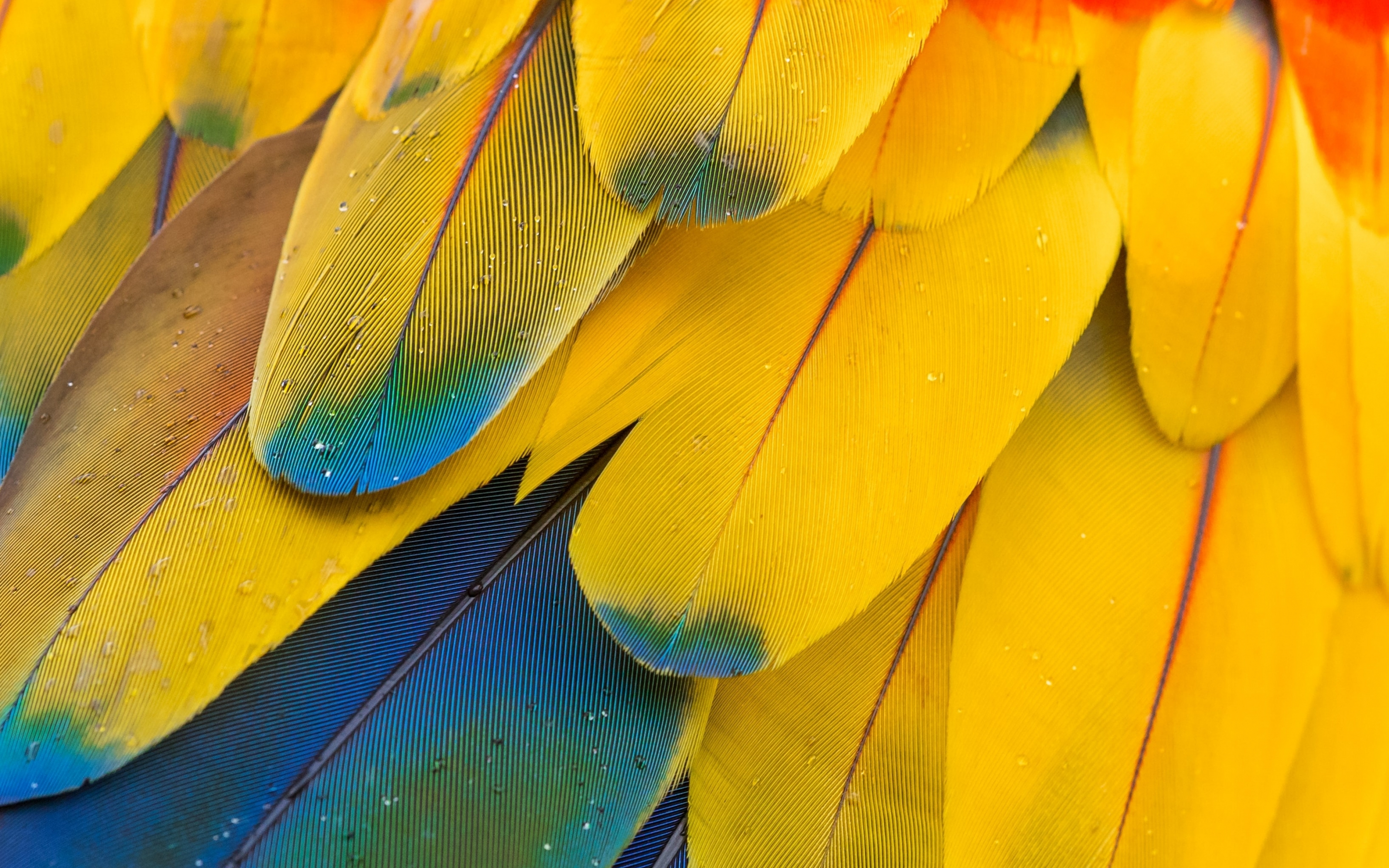 Macaw's feathers, yellow-blue, close up, 2880x1800 wallpaper