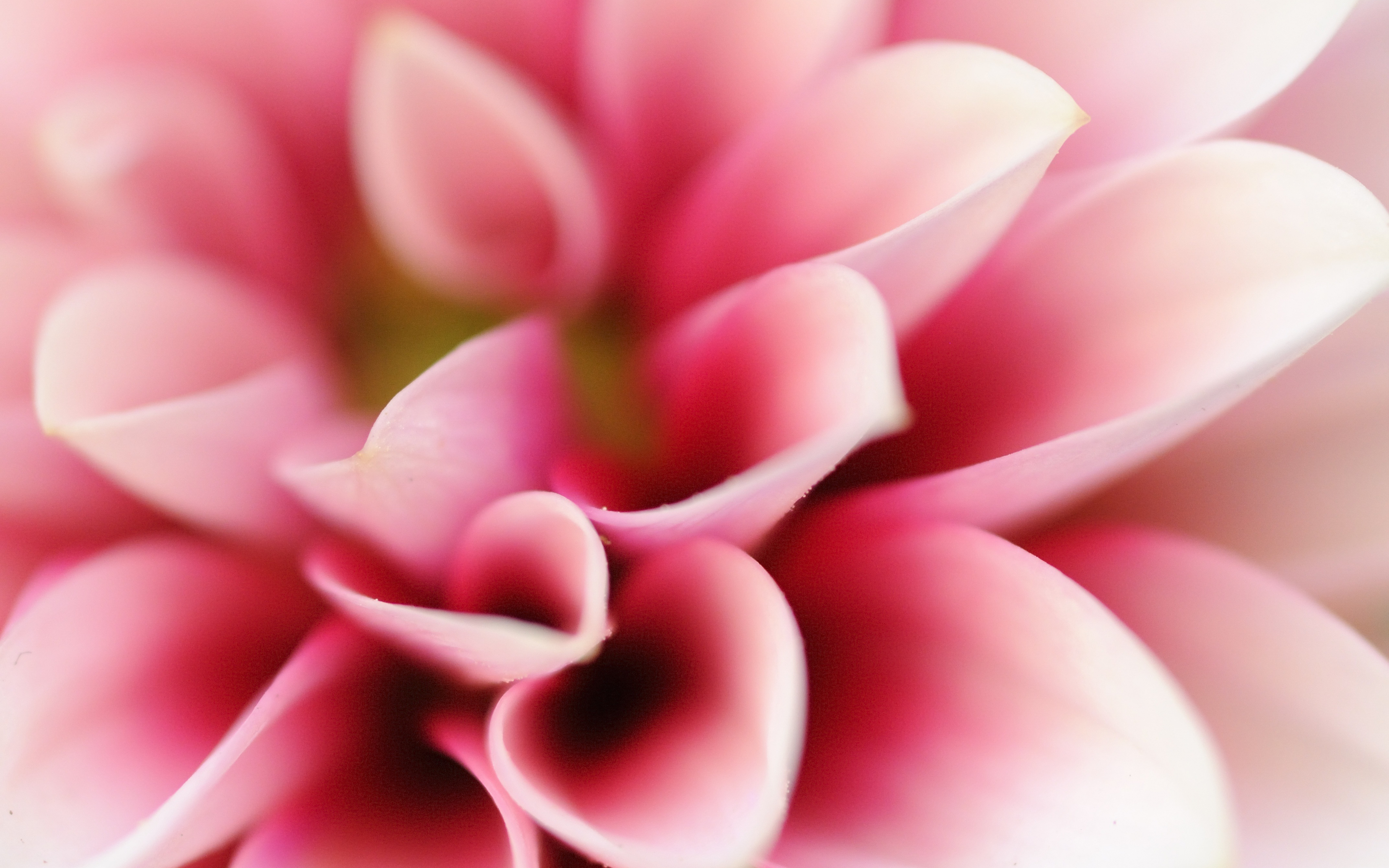Petals, close up, pink flower, Dahlia, 2880x1800 wallpaper