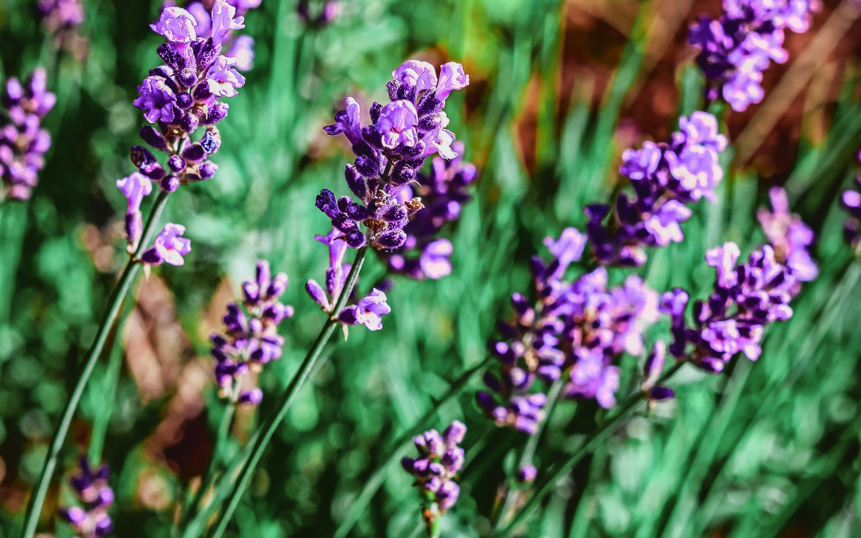 Purple flowers, meadow, plants, 2880x1800 wallpaper