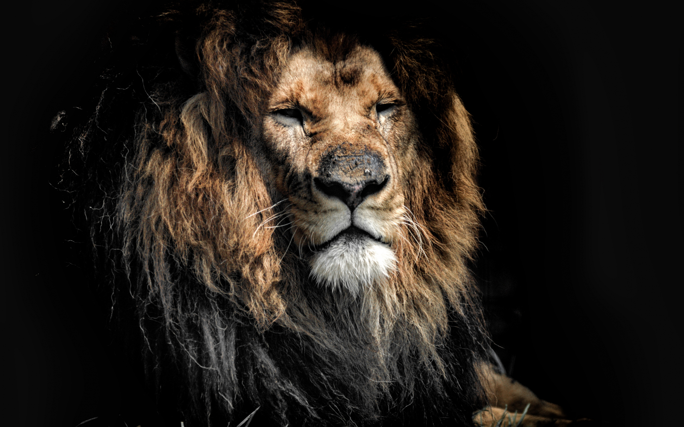 Aged lion, beast. predator, wild cat muzzle, 2880x1800 wallpaper