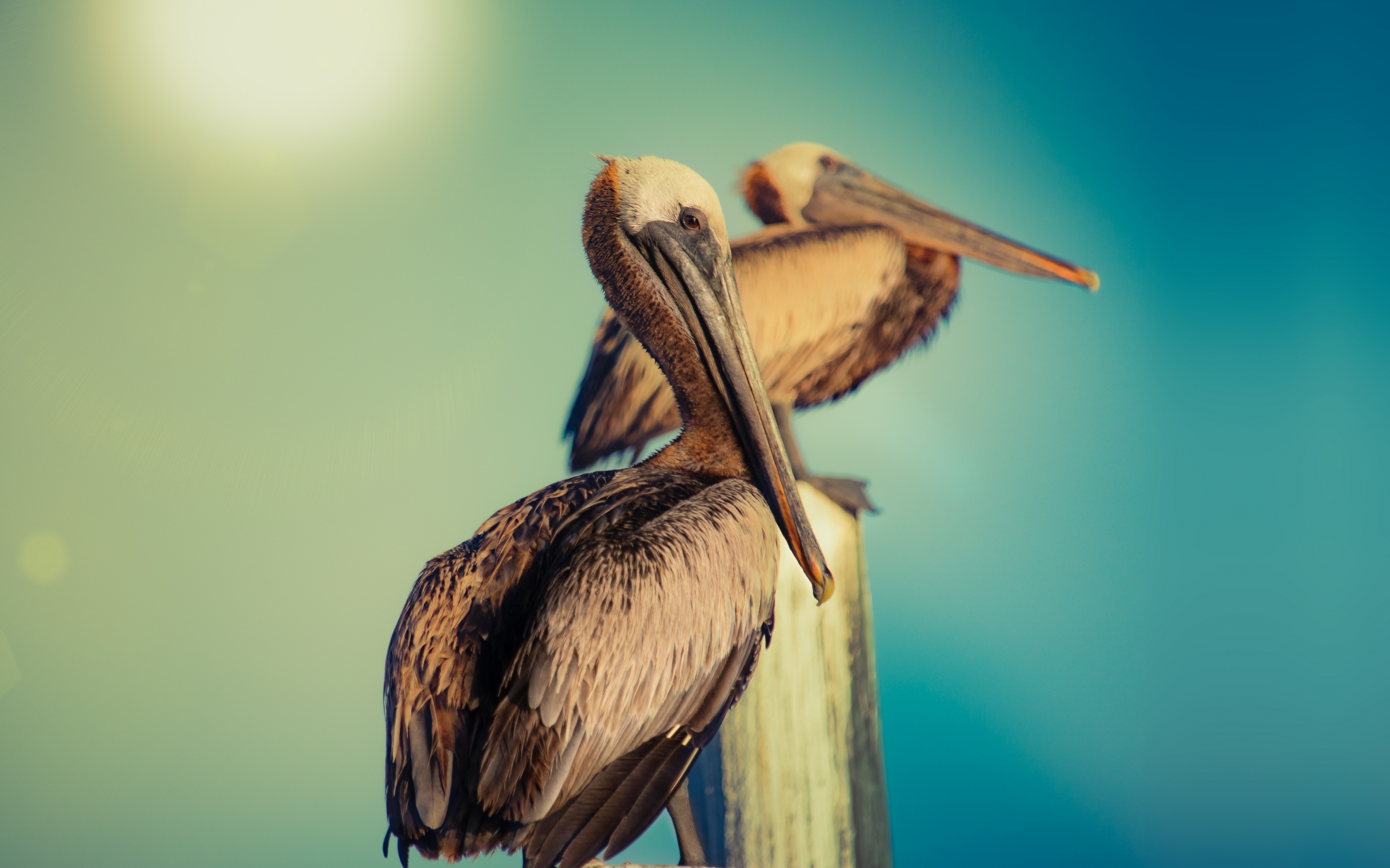 Pelican, water bird, wild, 2880x1800 wallpaper