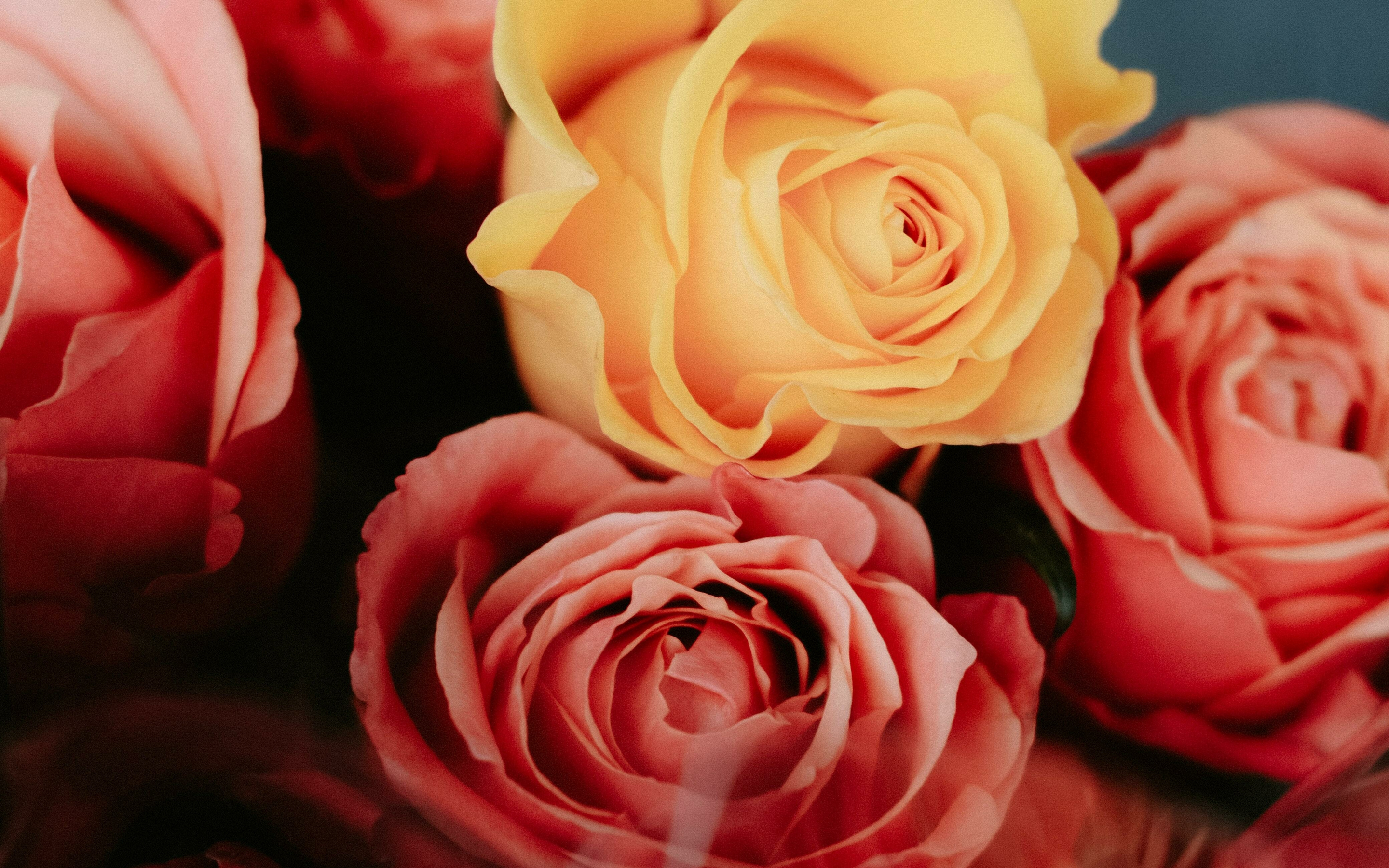 Beautiful roses, flowers, fresh, 2880x1800 wallpaper