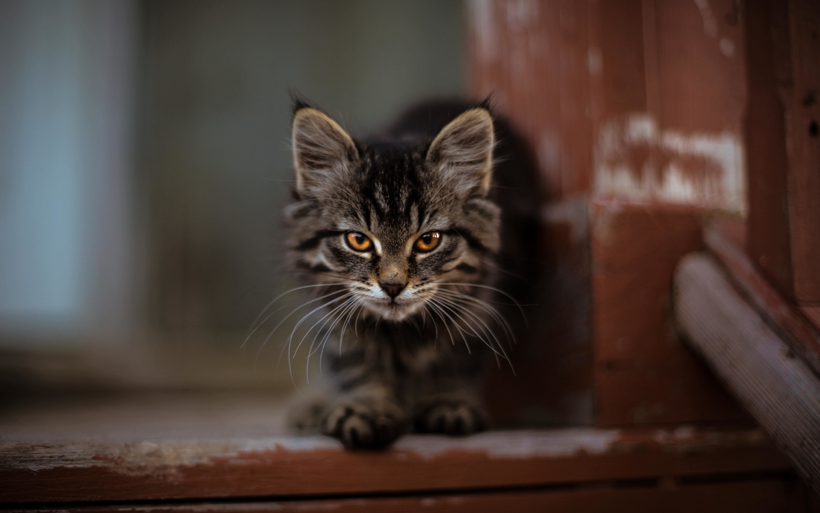 Cute, kitten, adorable, stare, 2880x1800 wallpaper