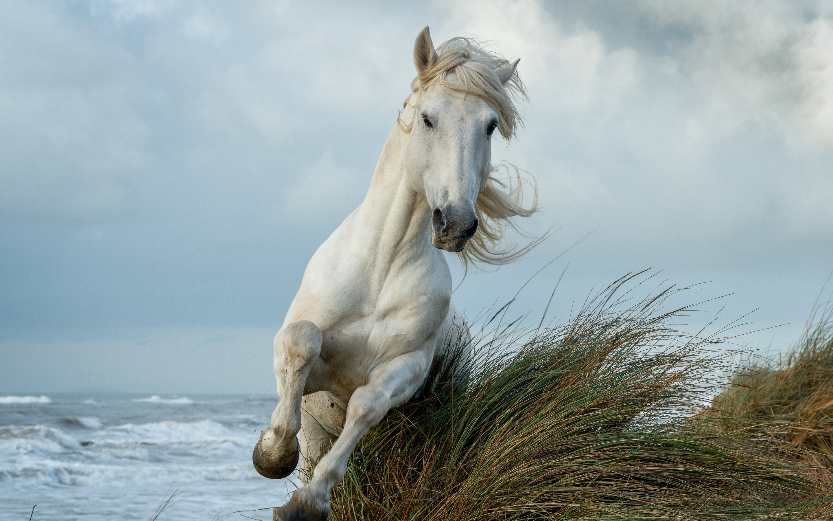 White horse, run, animal, 2880x1800 wallpaper