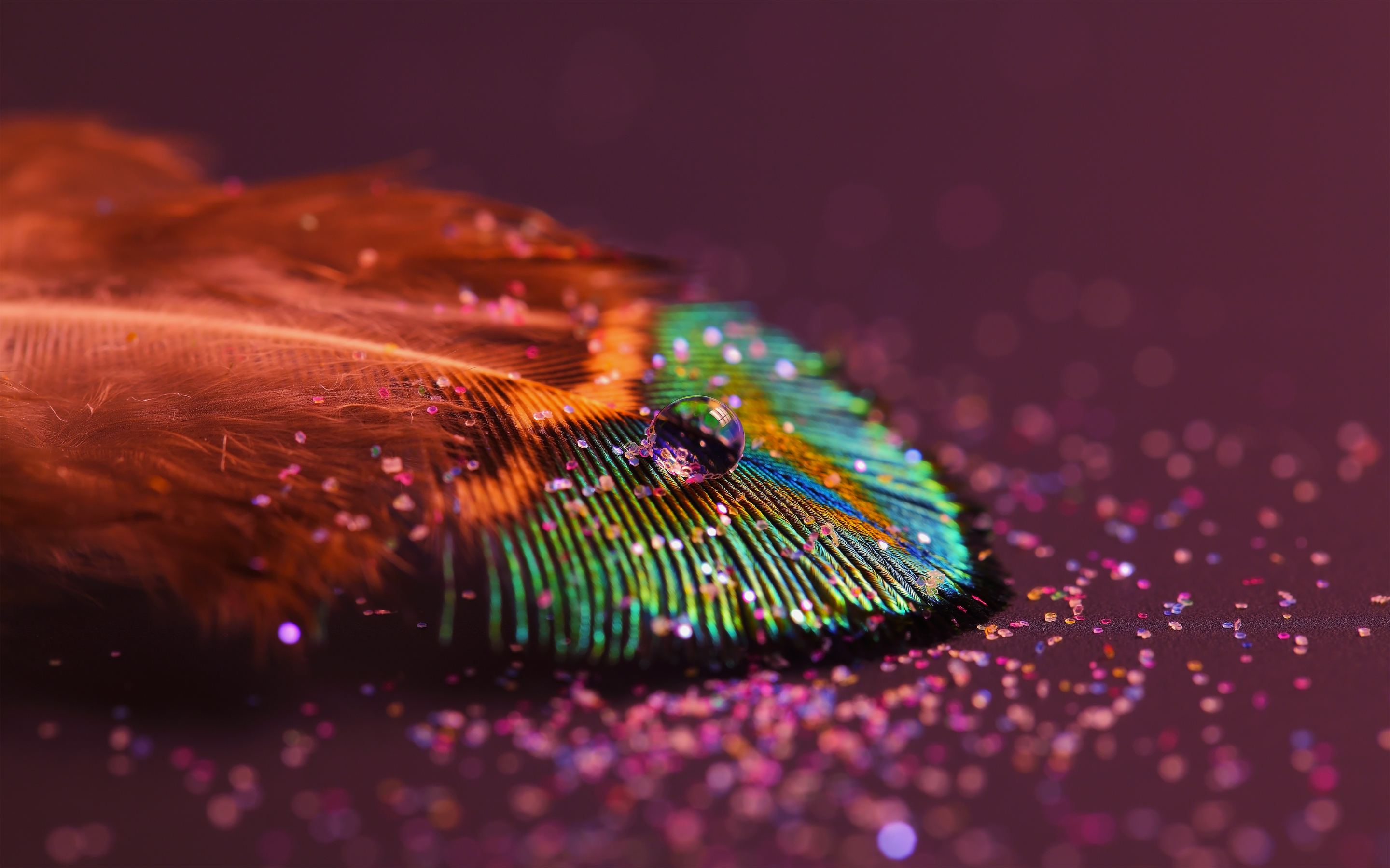 Peacock feather, close up, 2880x1800 wallpaper