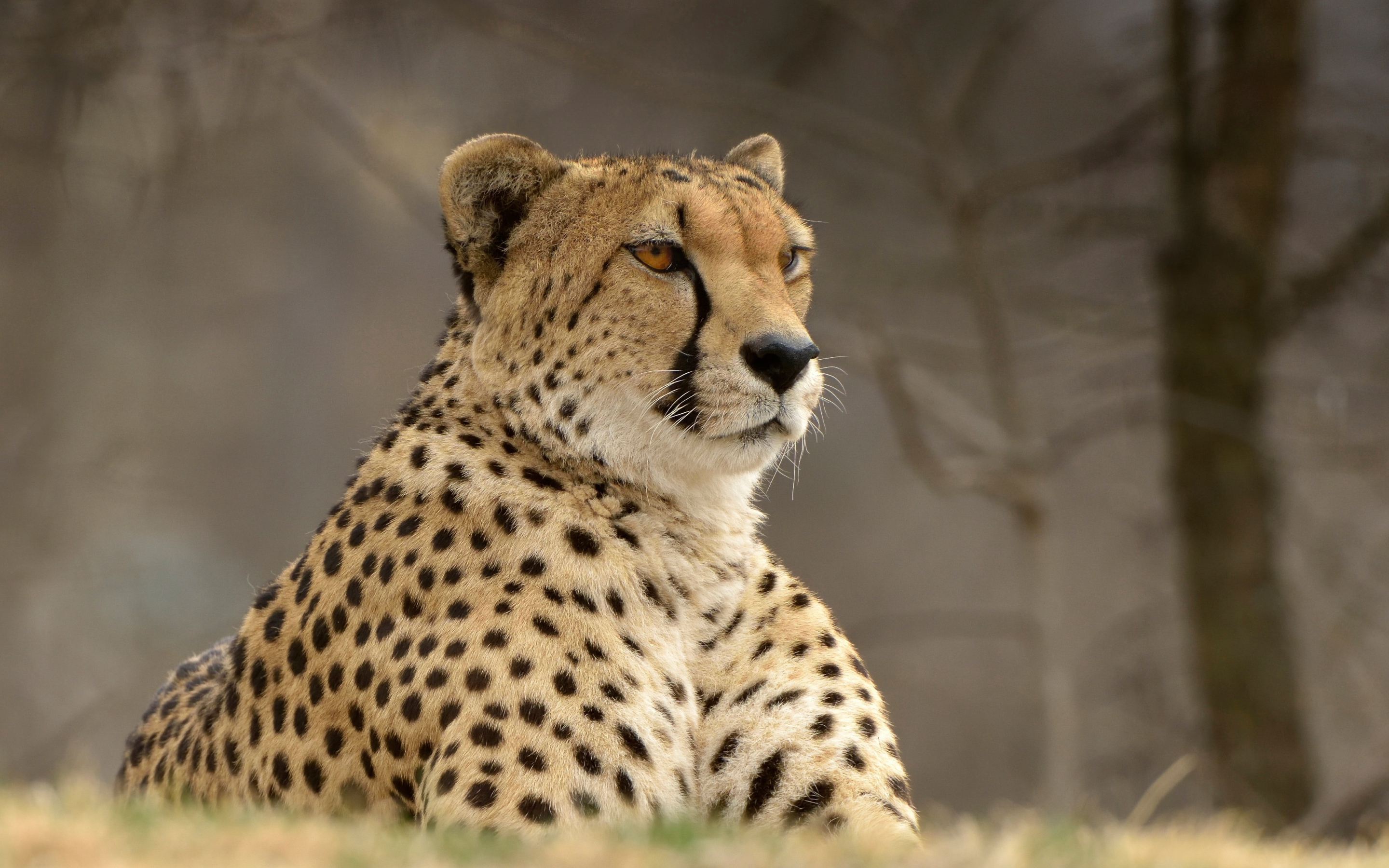 Confident, animal, cheetah, predator, 2880x1800 wallpaper