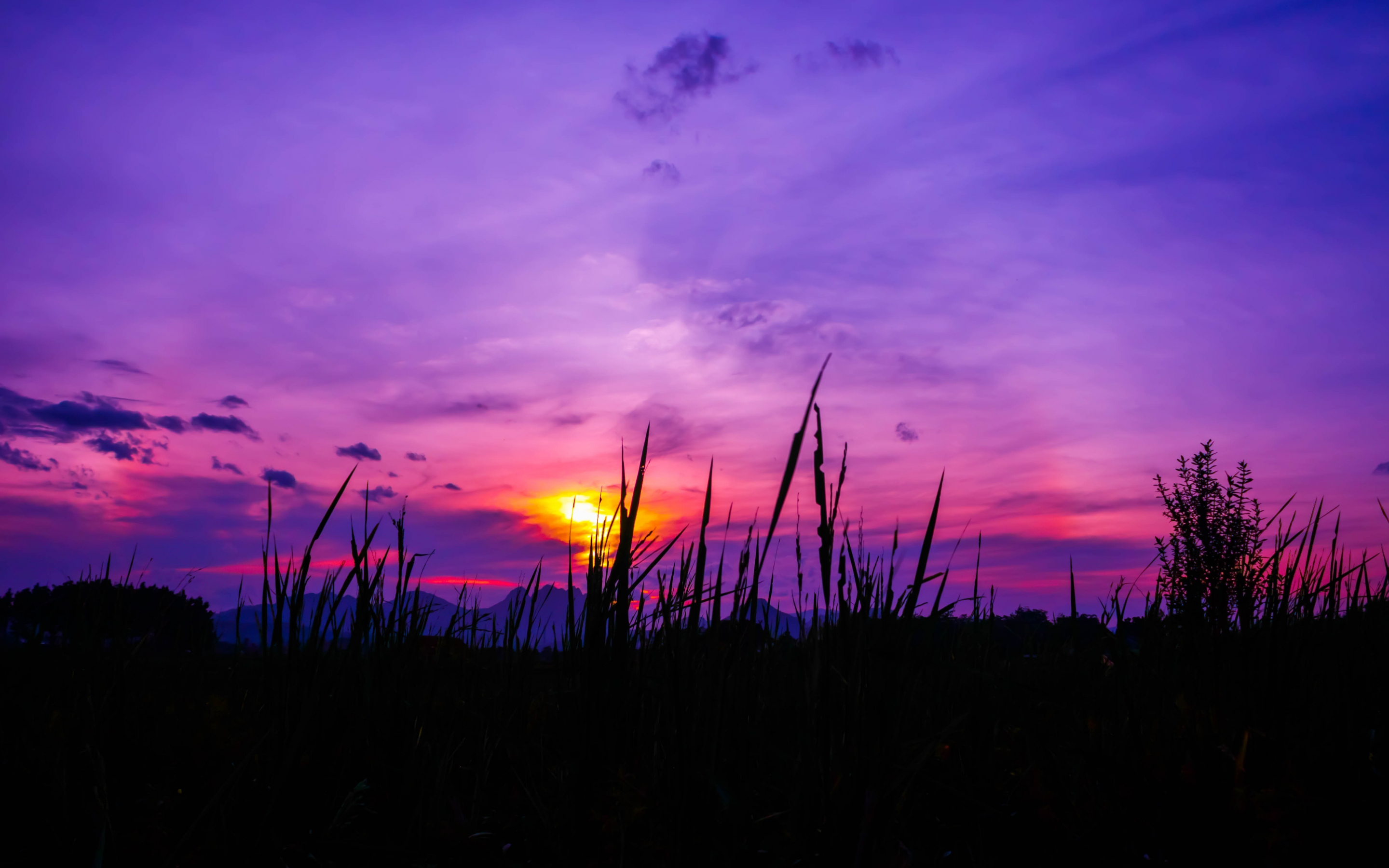 Twilight, sunset, purple sky, grass, 2880x1800 wallpaper
