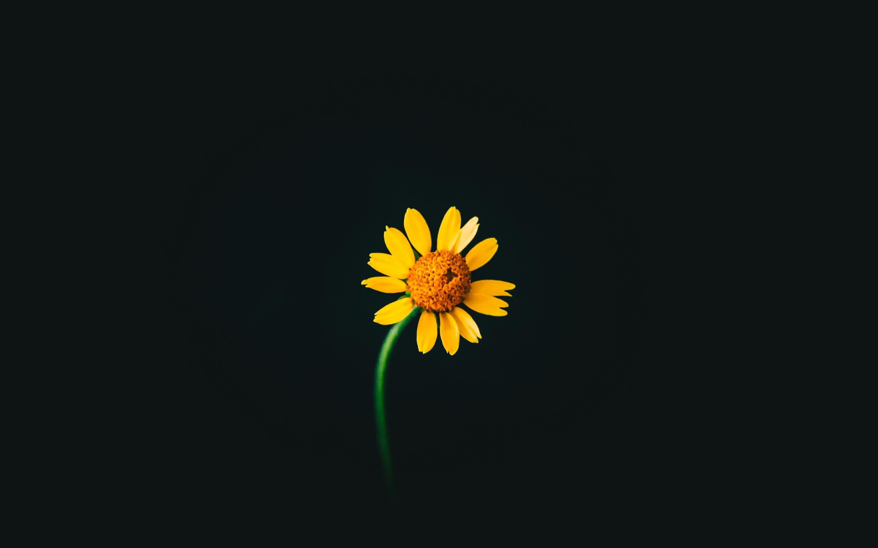 Yellow flower, portrait, dark, 2880x1800 wallpaper