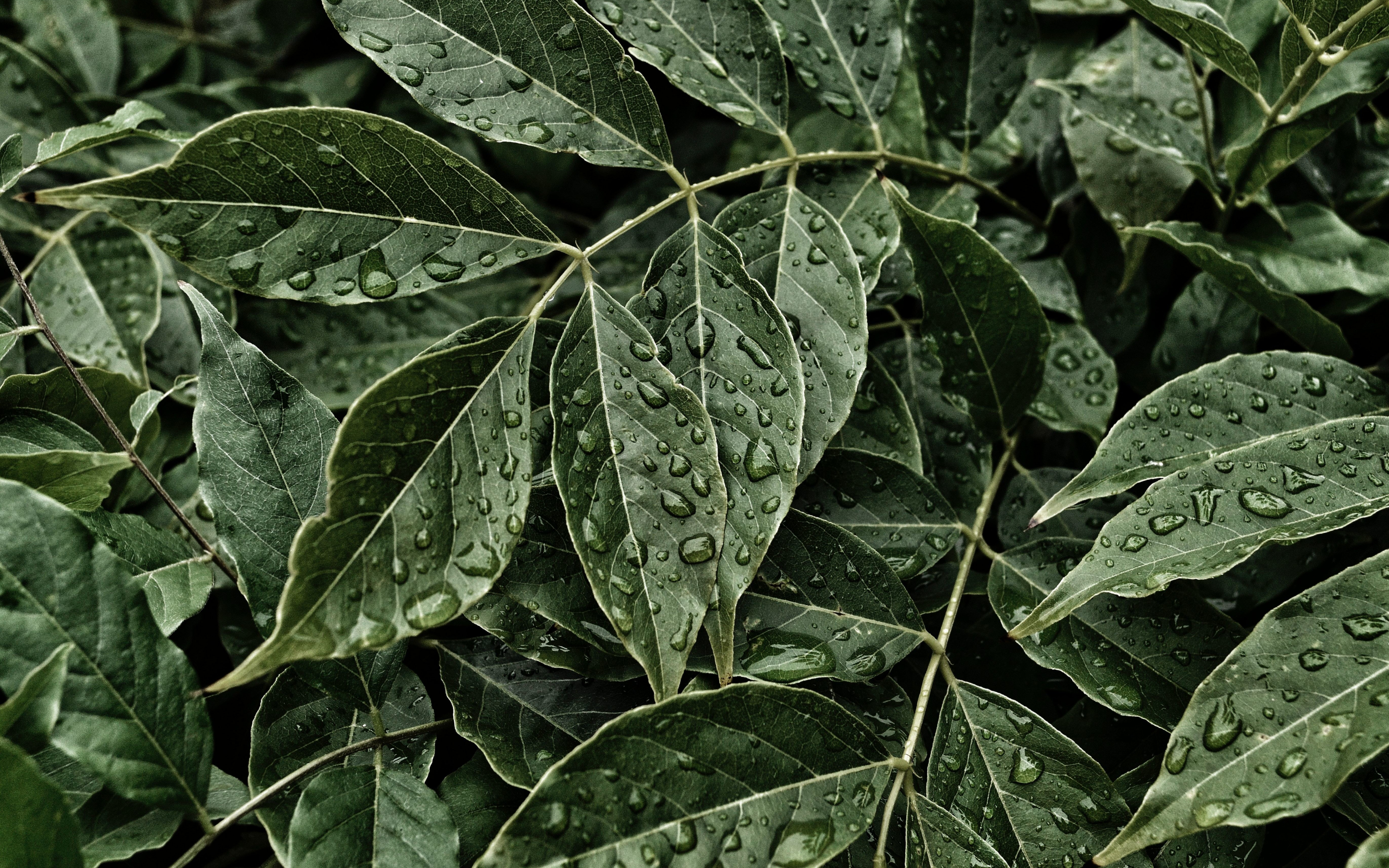 Green Leaves, water drops, 2880x1800 wallpaper