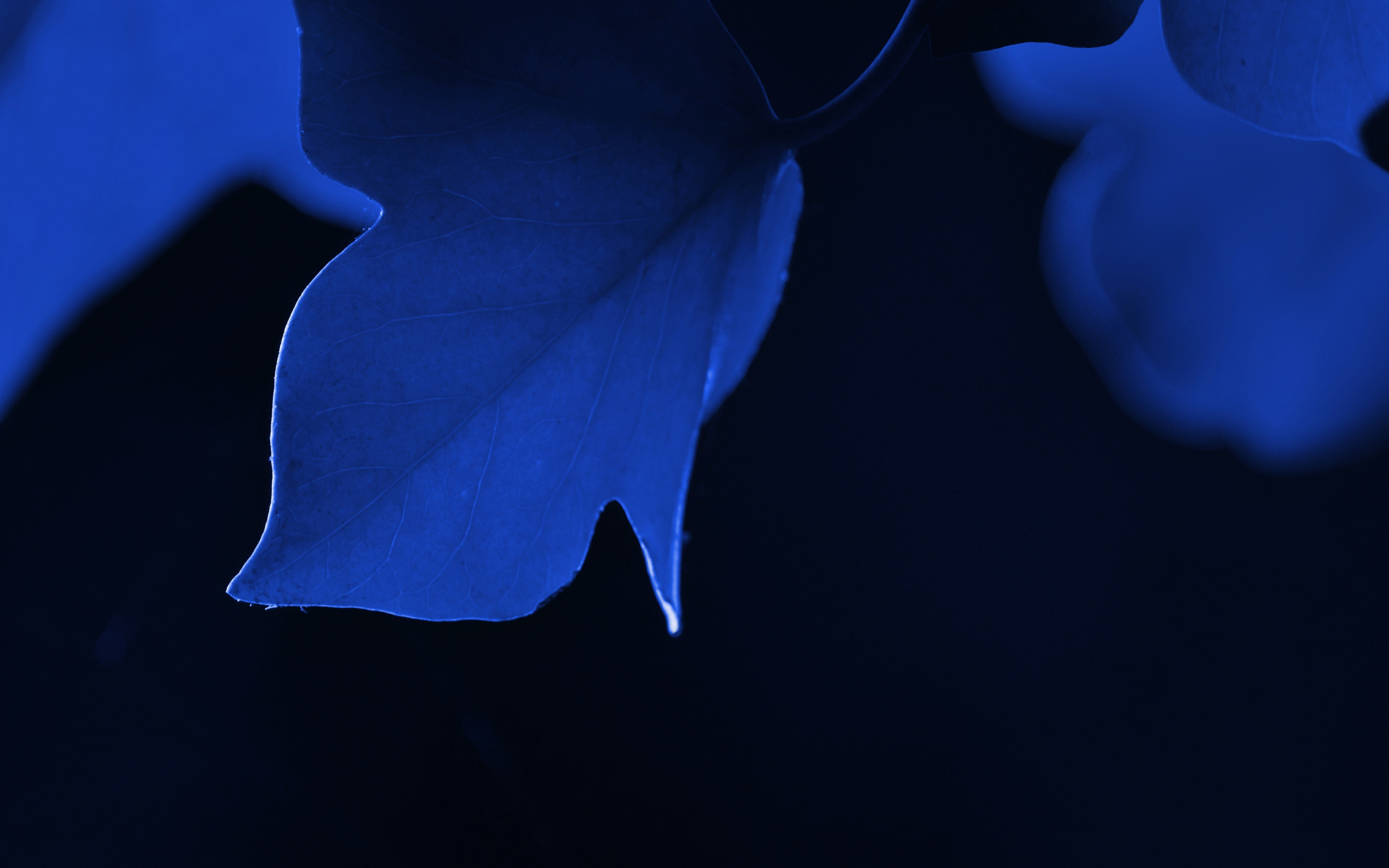 Blue leaf, macro, close up, 2880x1800 wallpaper