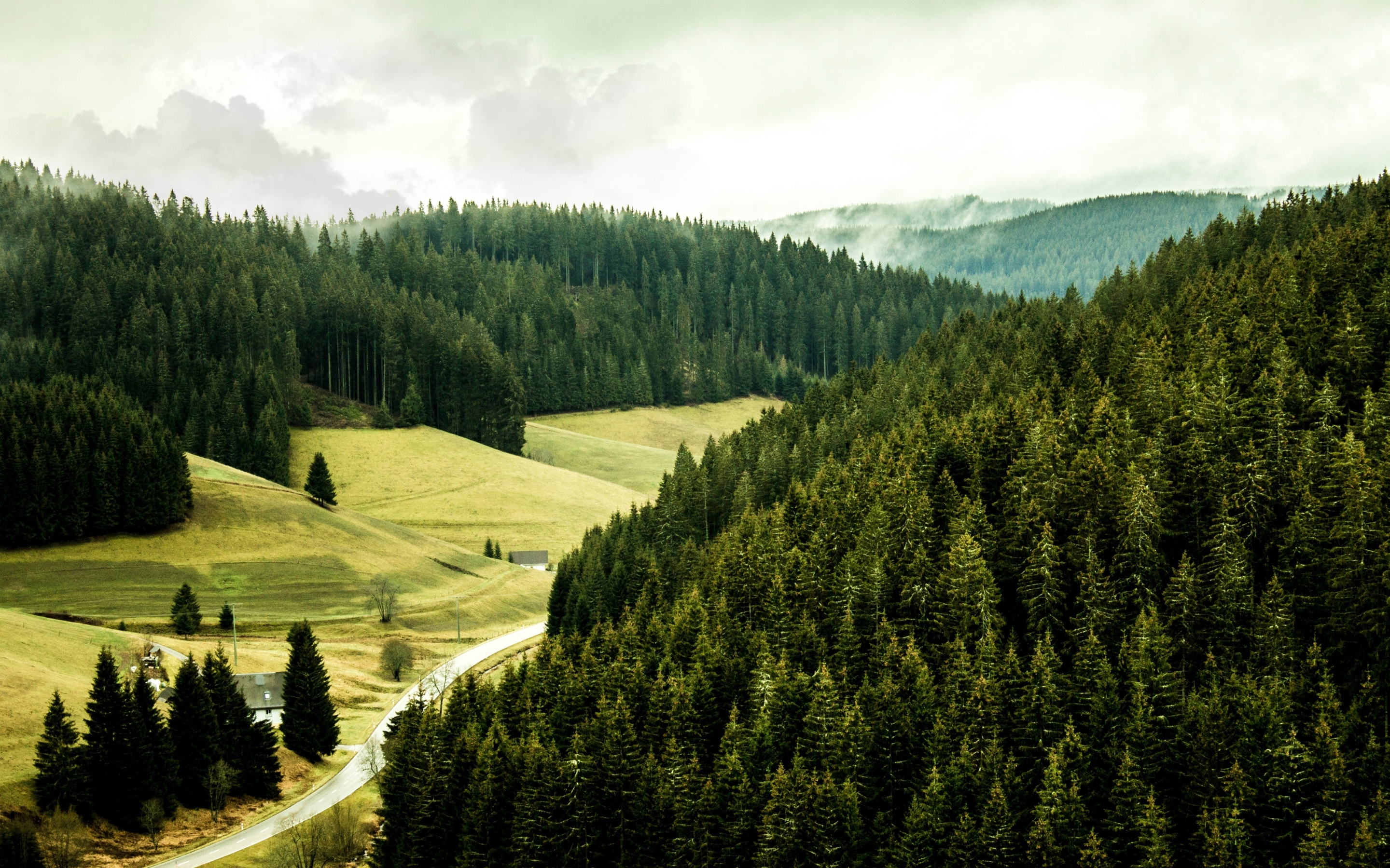 Black forest, green, trees, nature, 2880x1800 wallpaper