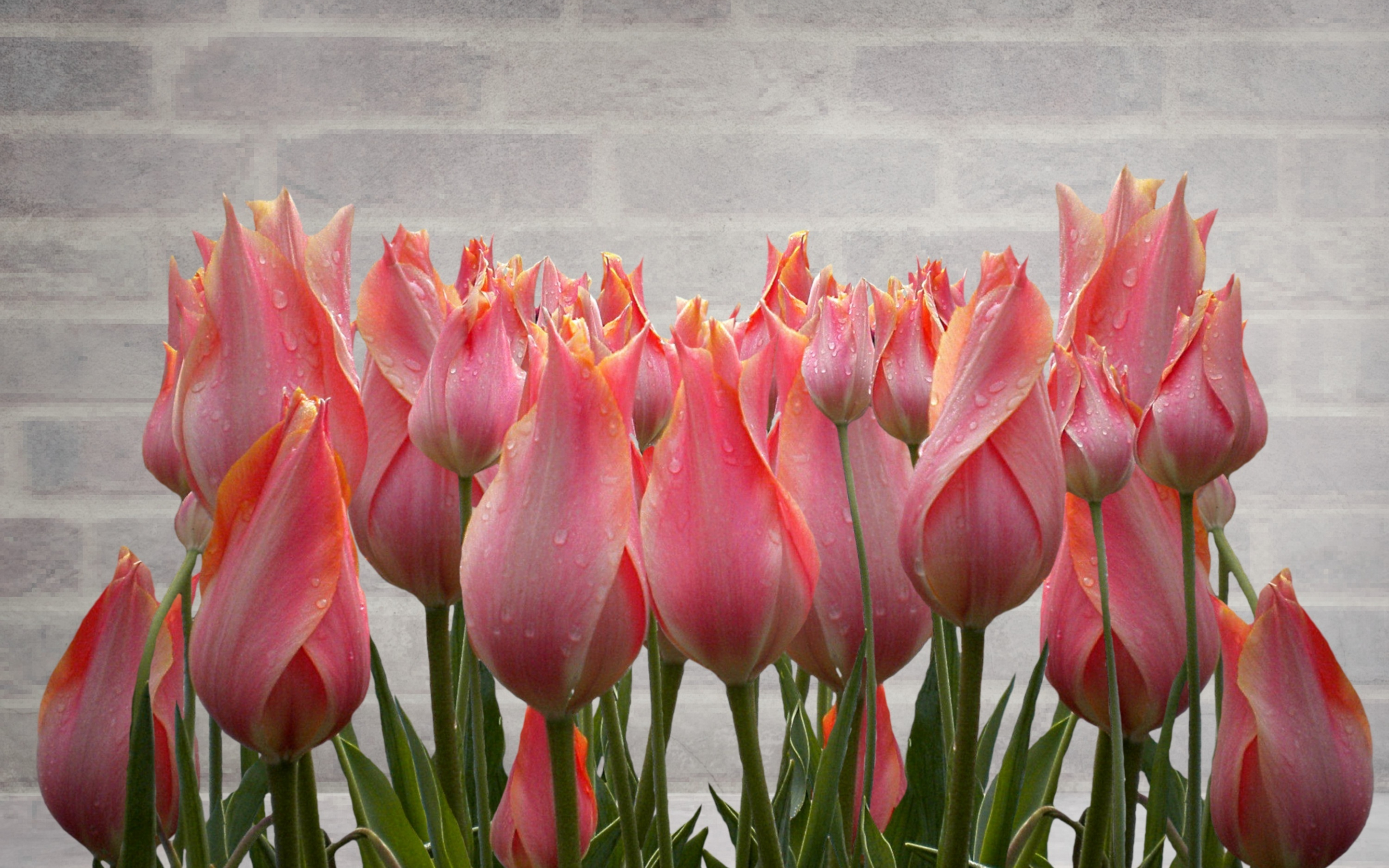 Tulip, fresh, drops, plants, 2880x1800 wallpaper