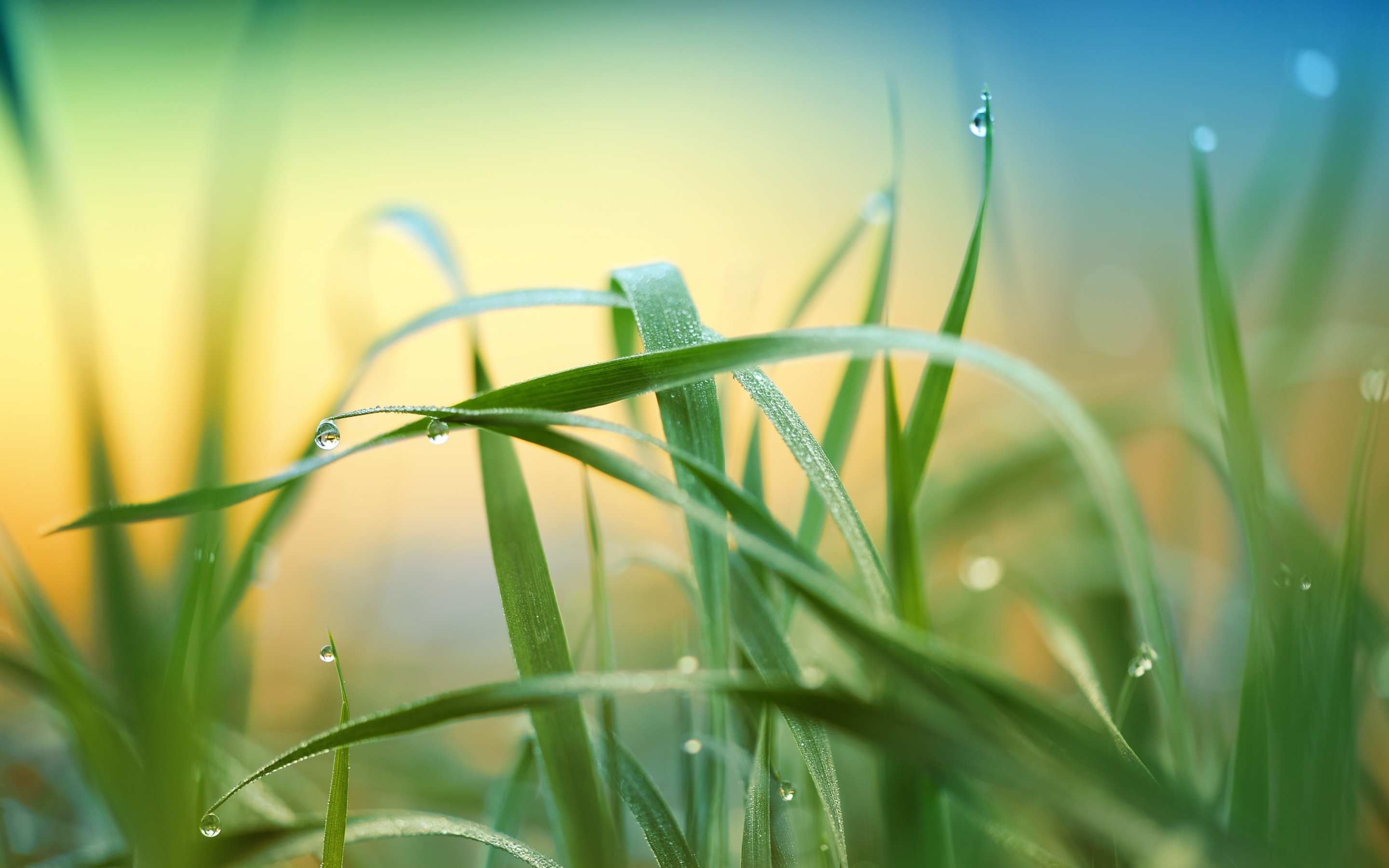 Drops, grass, nature, blur, 2880x1800 wallpaper