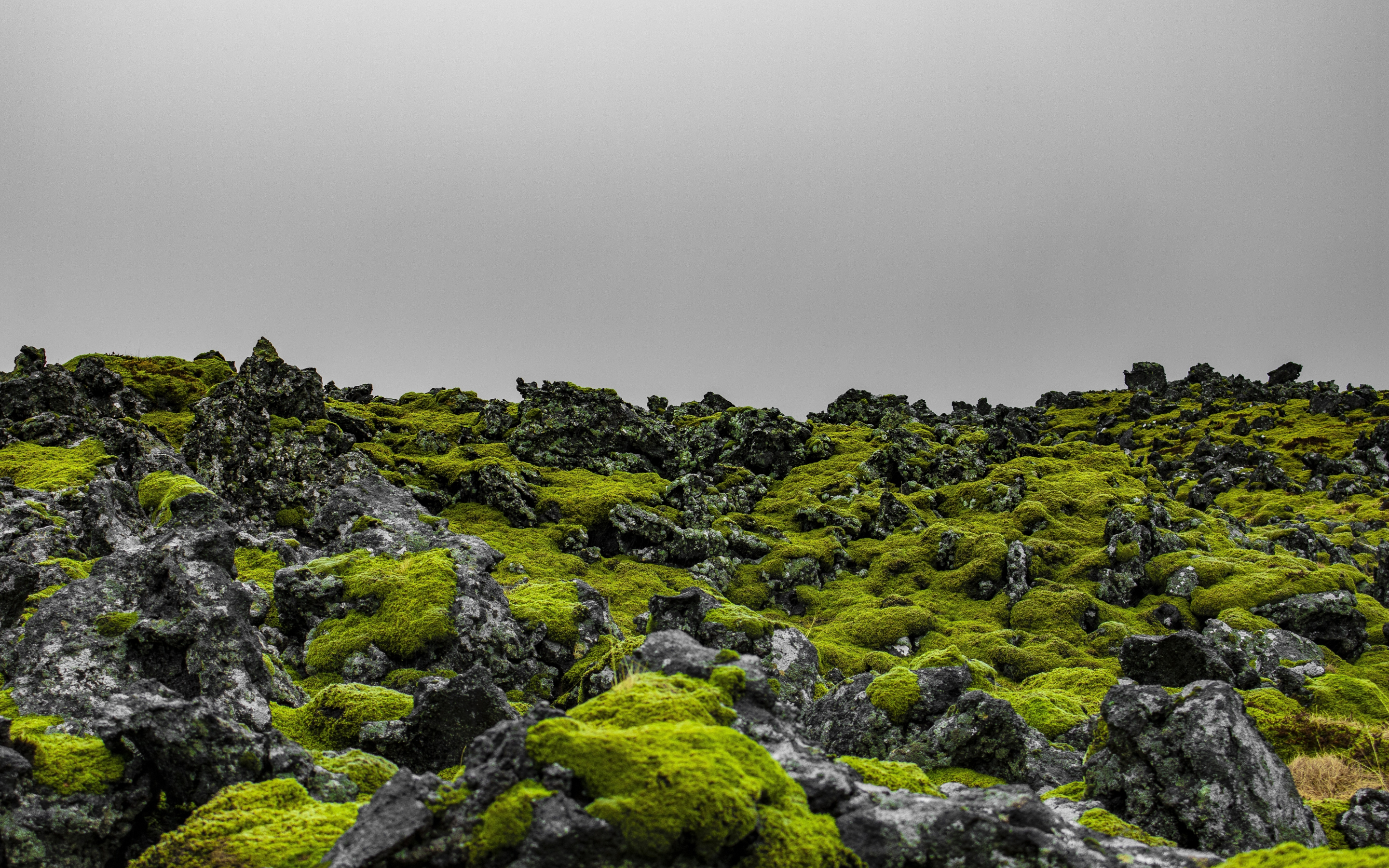 Green moss, landscape, Iceland, nature, 2880x1800 wallpaper