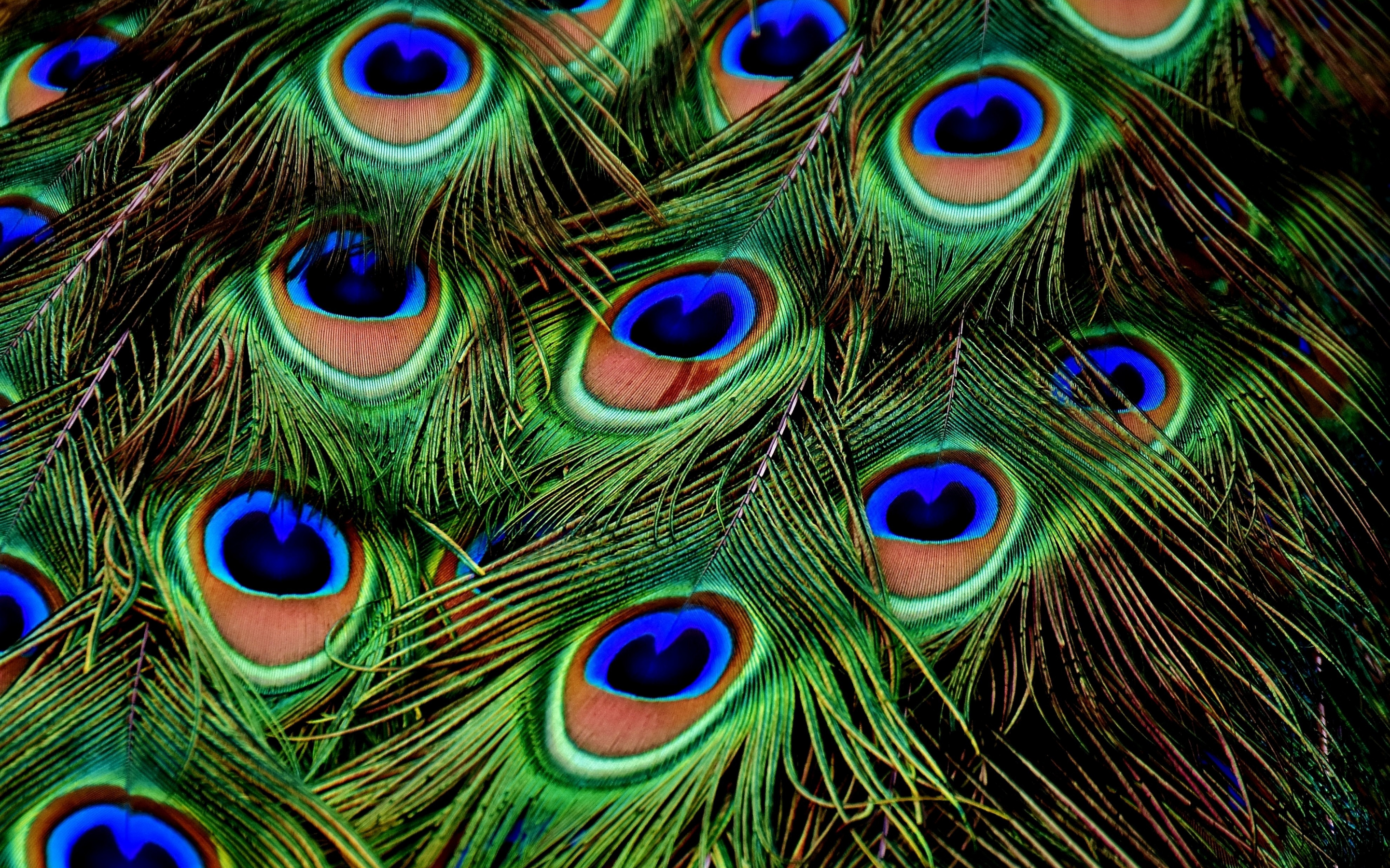 Peacock, feathers, colorful, plumage, 2880x1800 wallpaper