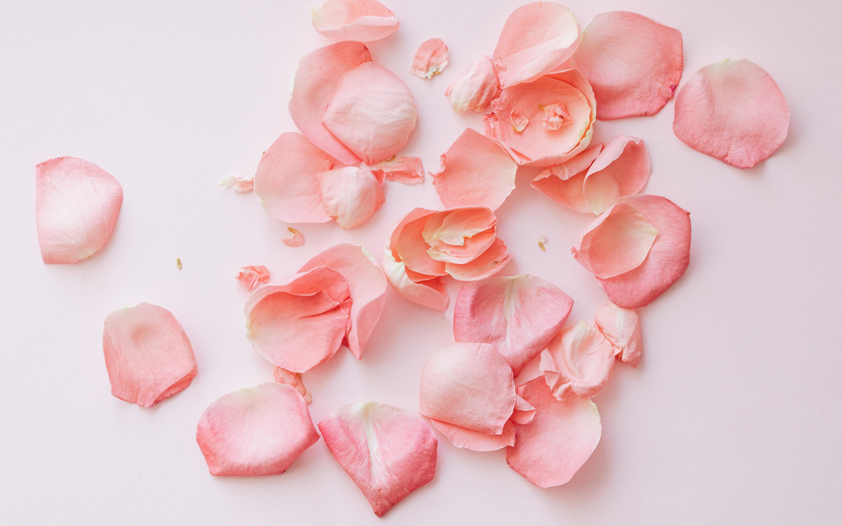 Rose petals, flower, 2880x1800 wallpaper
