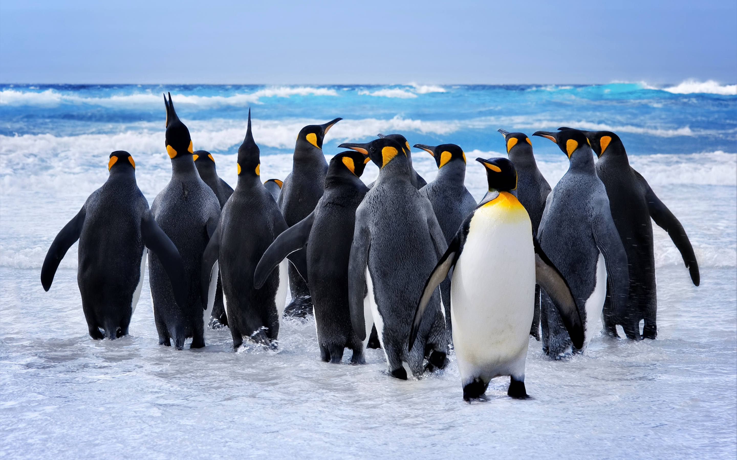 King penguin at beach, animals, 2880x1800 wallpaper