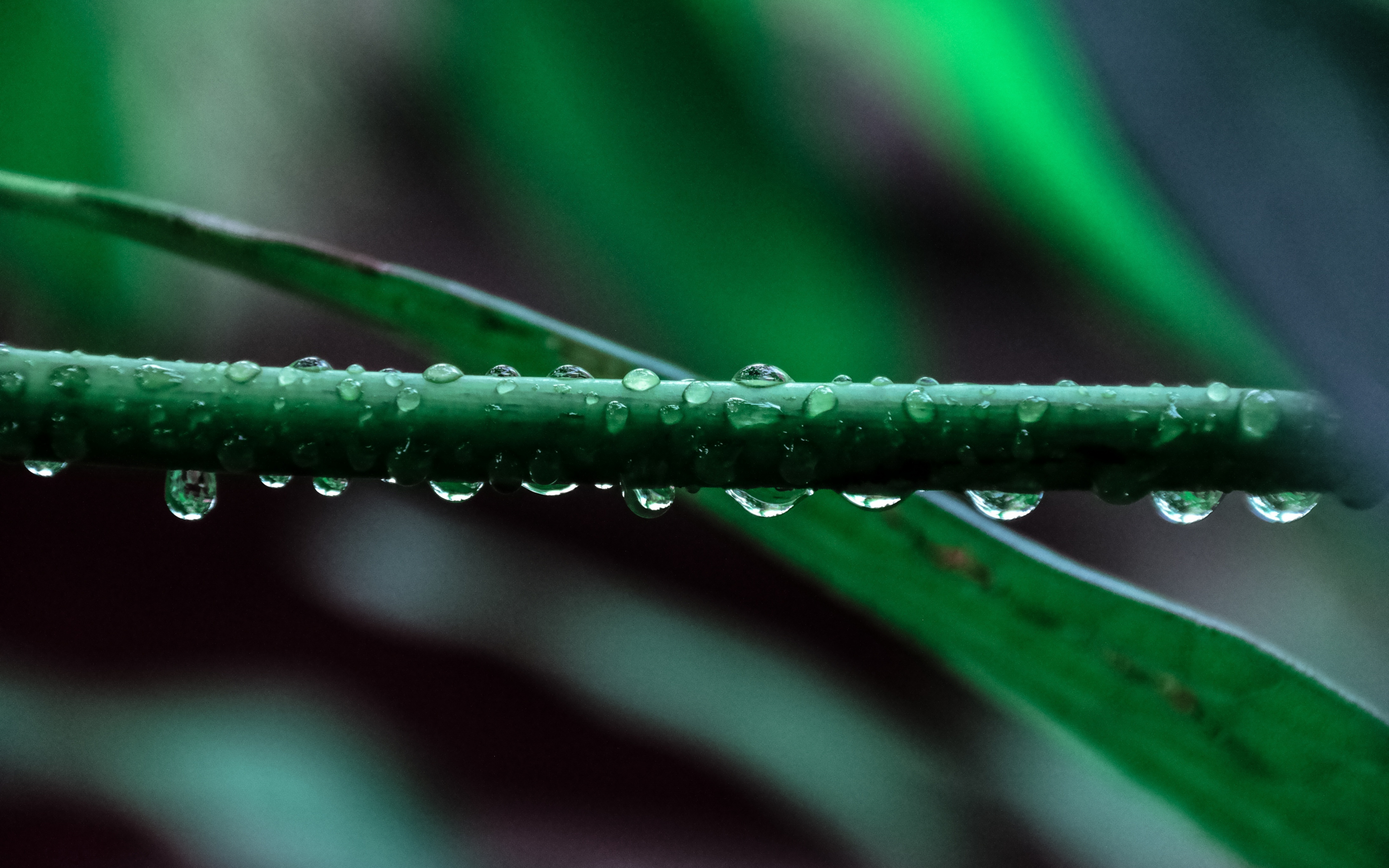 Water drops, leaf, close up, 2880x1800 wallpaper