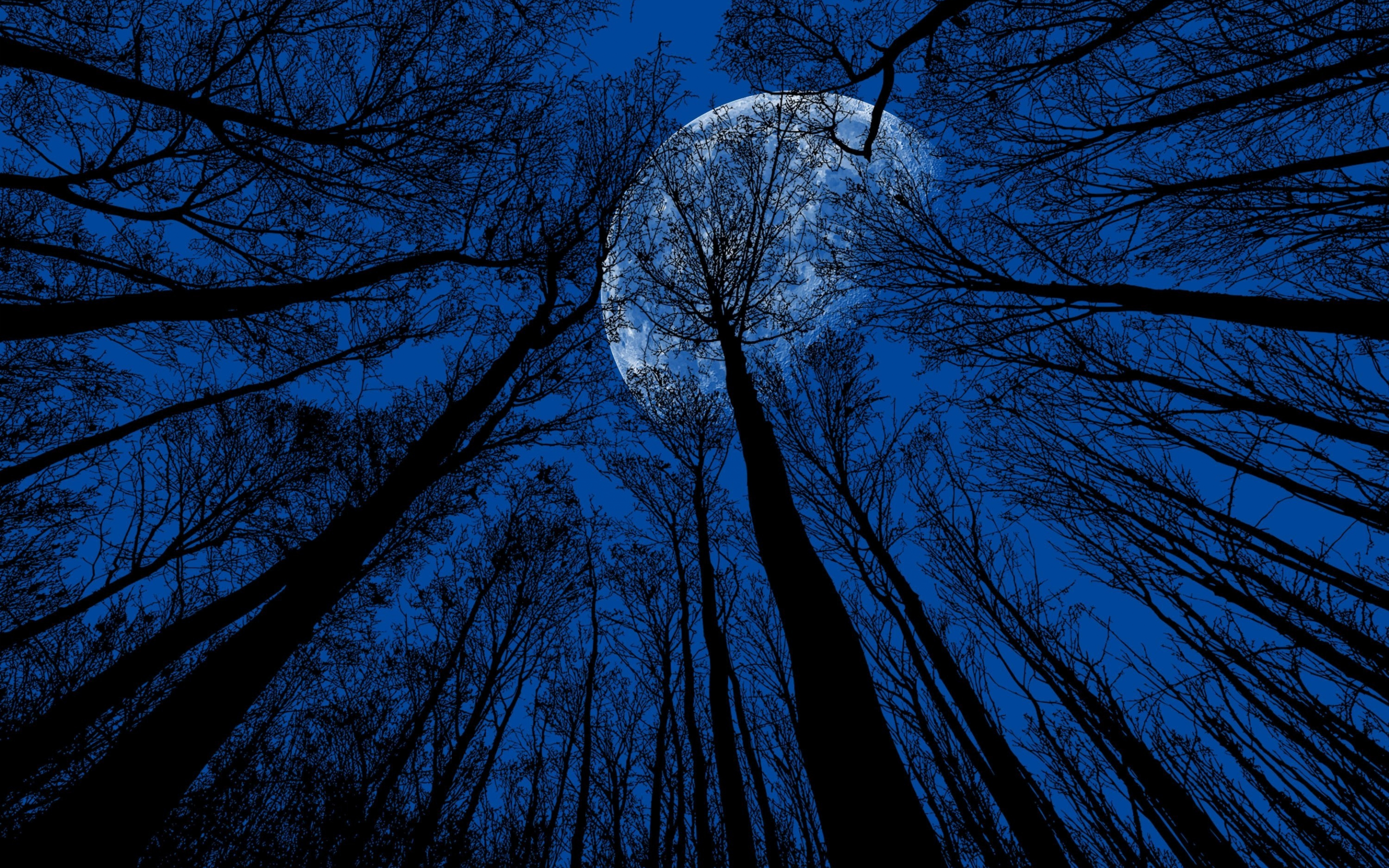Trees, sillhouette, moon & trees, 2880x1800 wallpaper