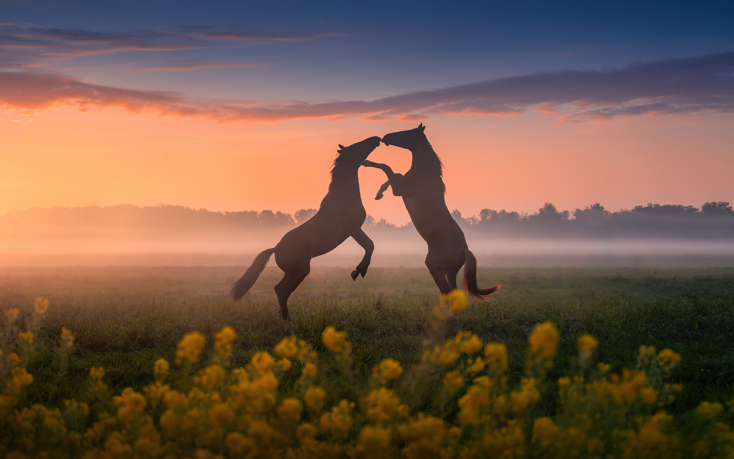 Horses' dance, sunset, silhouette, 2880x1800 wallpaper