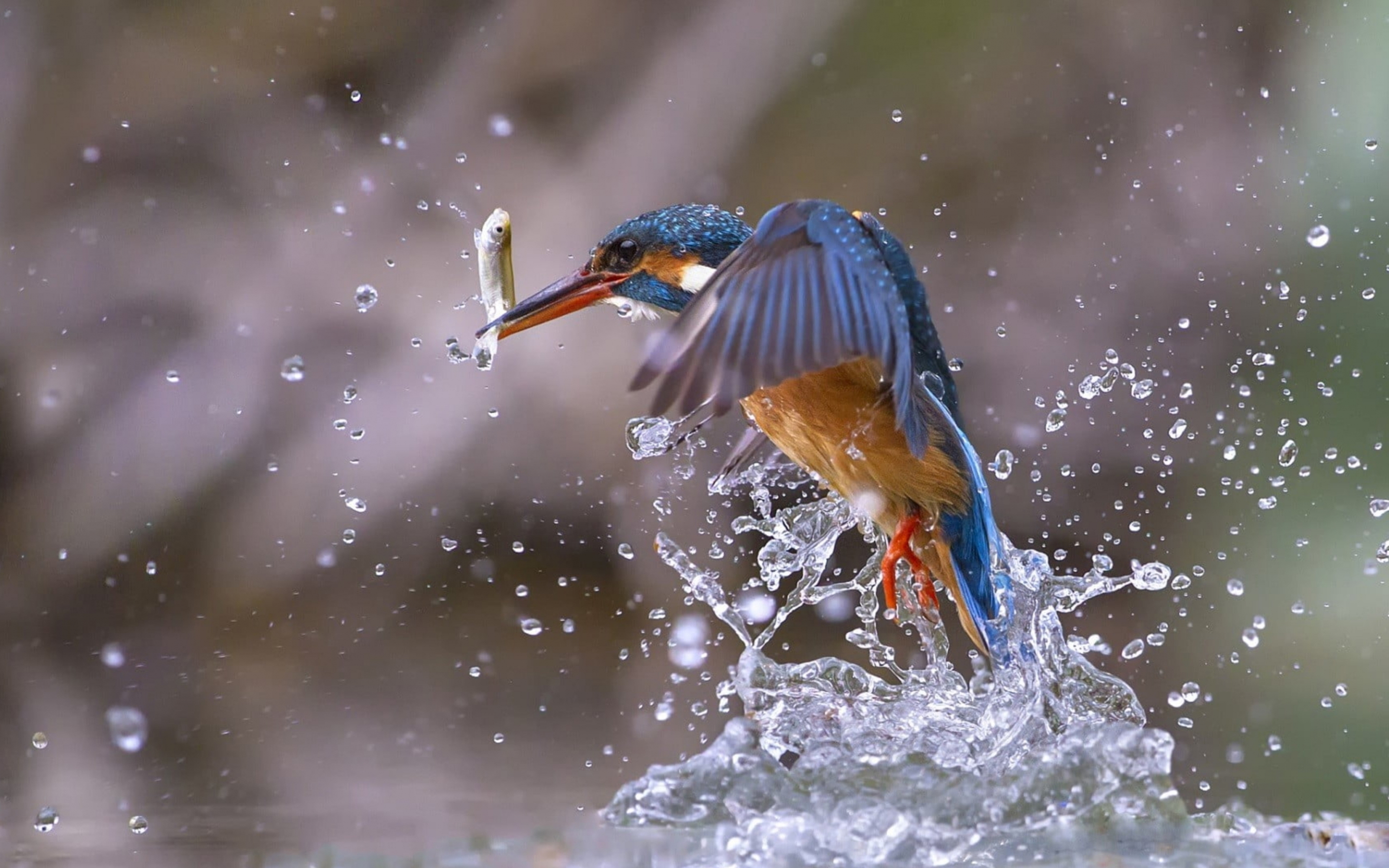 Kingfisher, bird, fishing, water splashes, 2880x1800 wallpaper