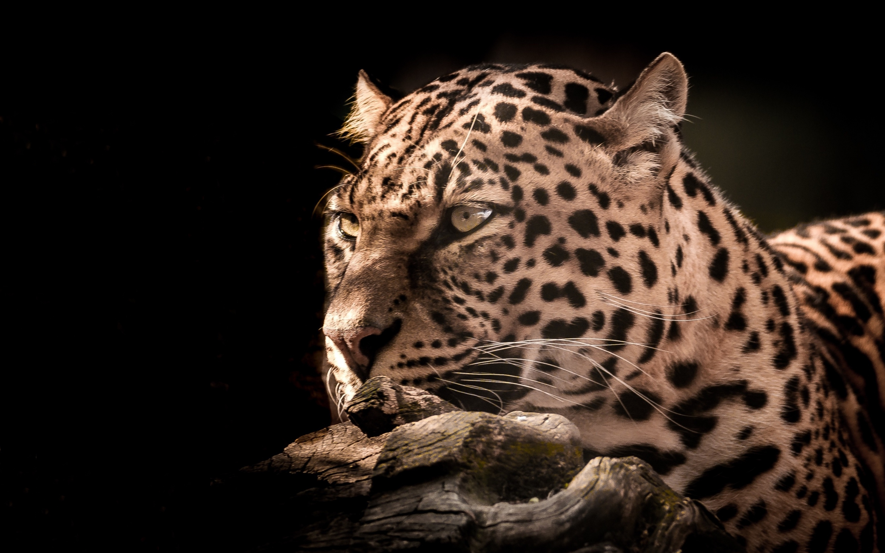 Leopard, wildlife, wild cat, portrait, 2880x1800 wallpaper