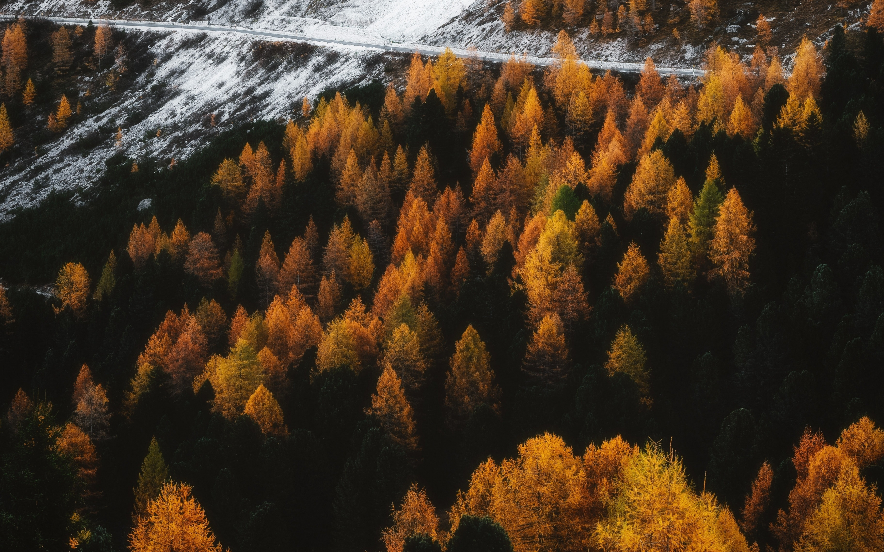 Autumn, outdoor, forest, tree, golden peak, 2880x1800 wallpaper