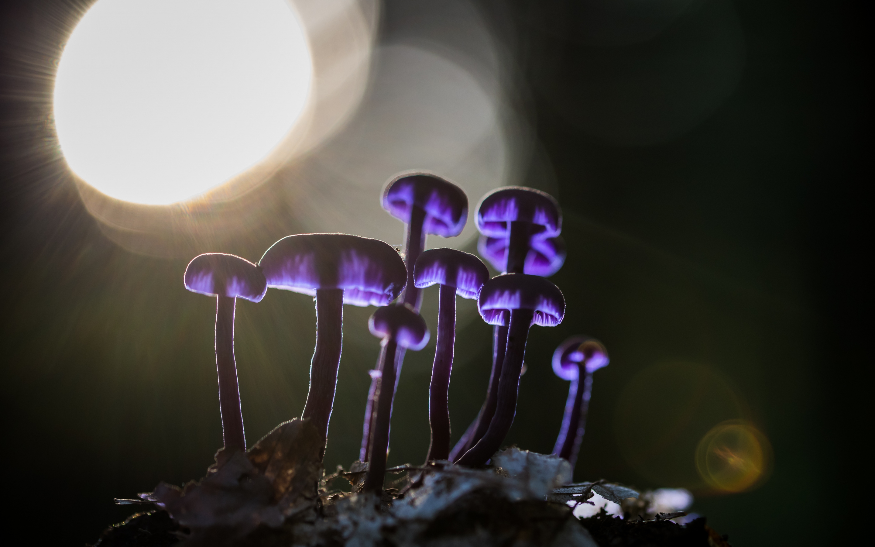 Mushrooms, purple glow, bloom, 2880x1800 wallpaper