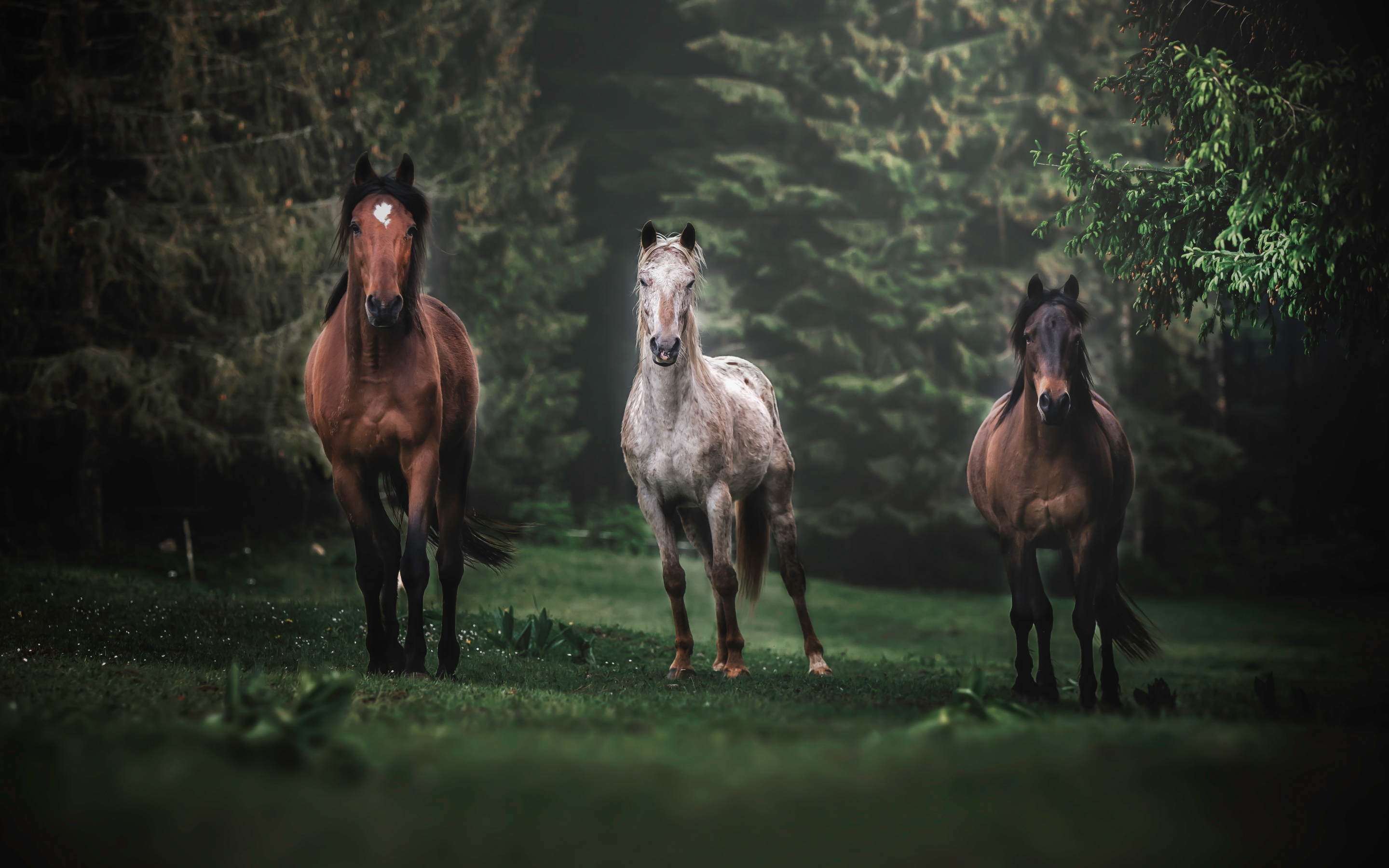 Horses, animals, herd, run, portrait, 2880x1800 wallpaper