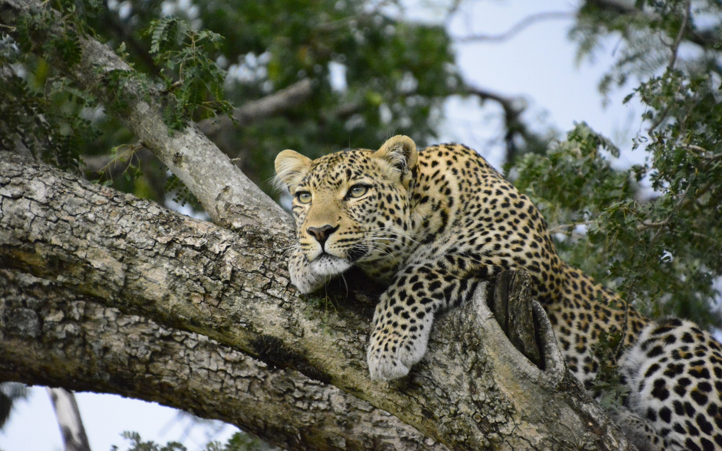 Relaxed, leopard on tree, predator, 2880x1800 wallpaper