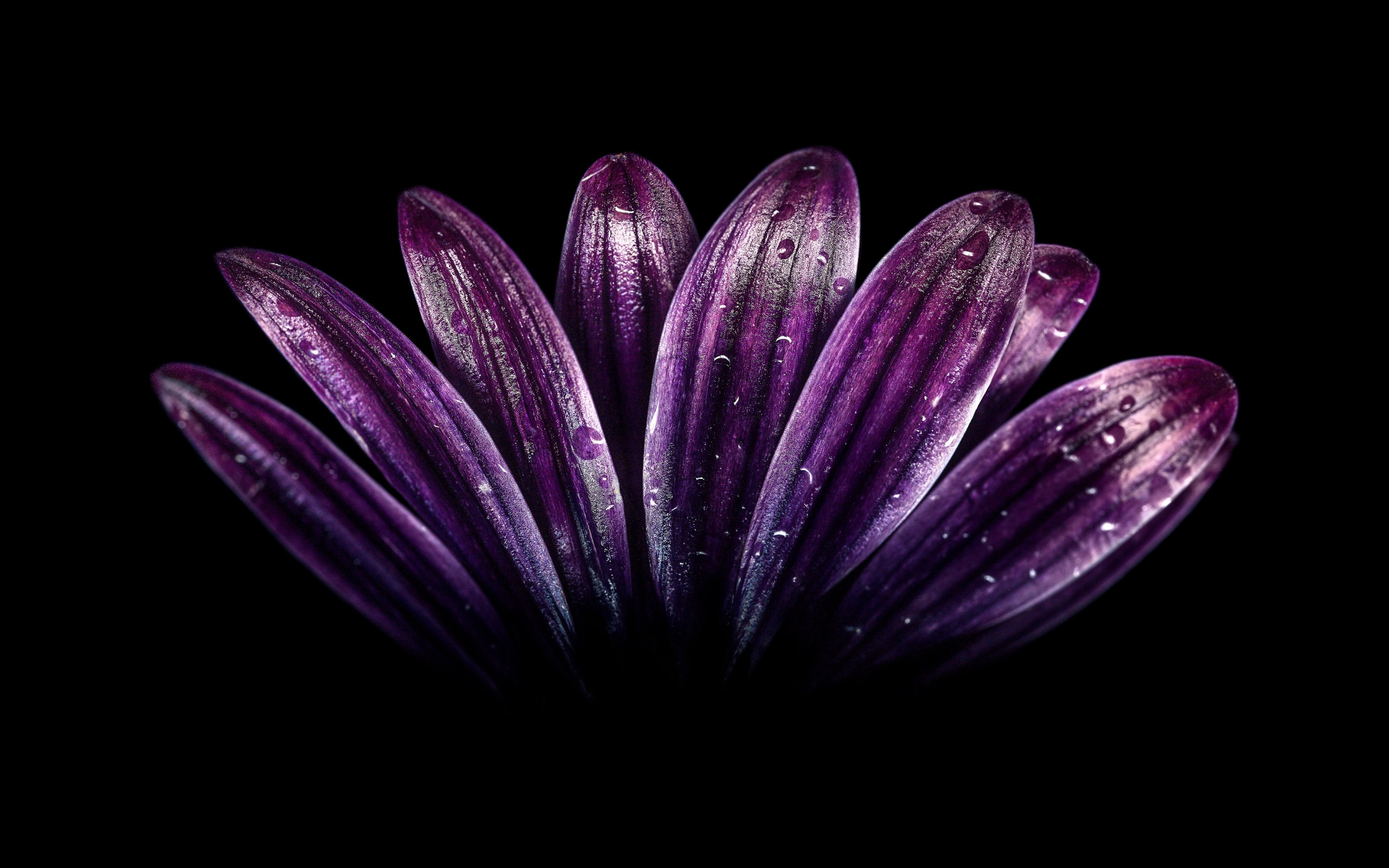 Petals, light dark purple, flower, close up, drops, 2880x1800 wallpaper