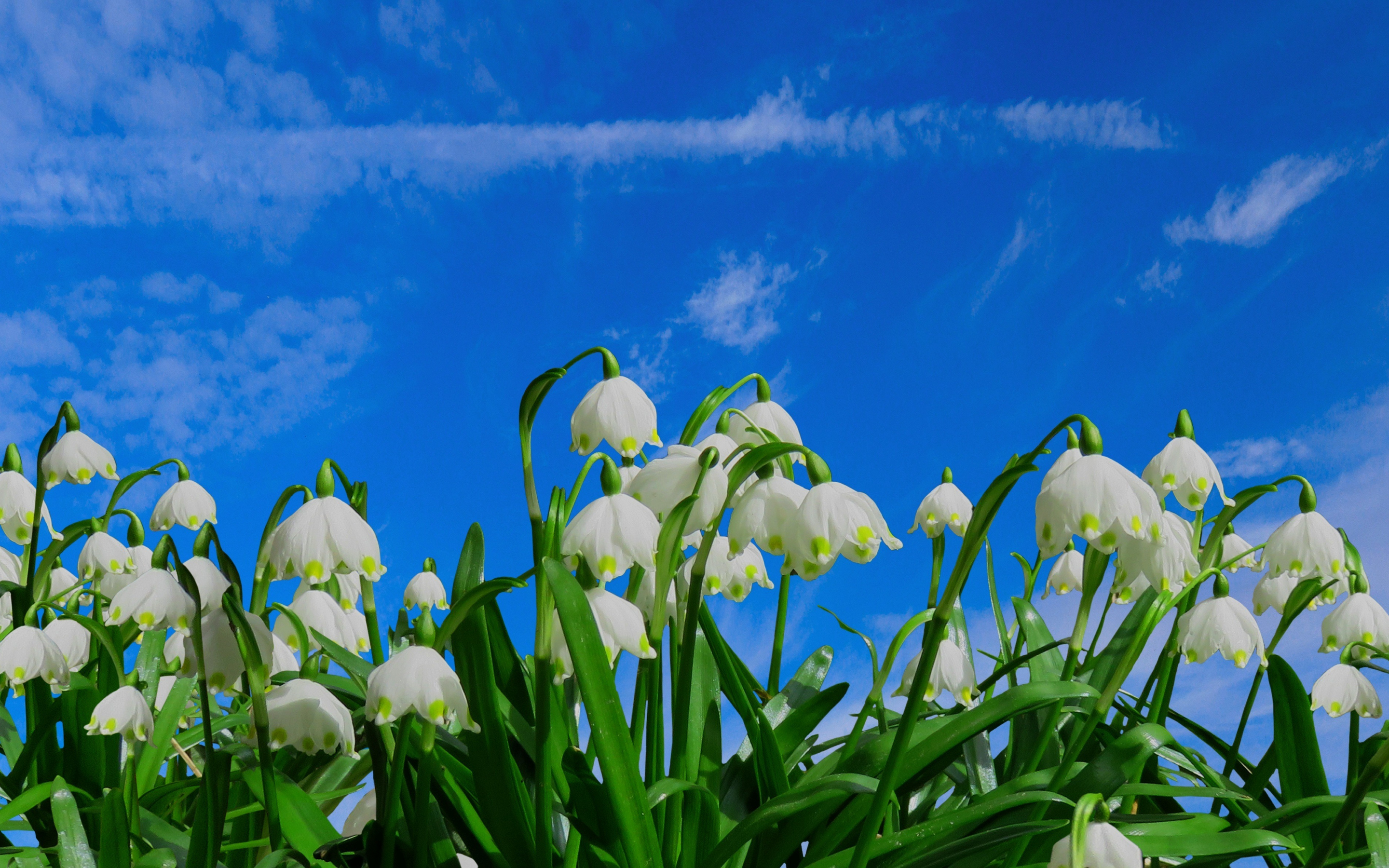 Bloom, blue sky, flowers, snowdrop, spring, 2880x1800 wallpaper