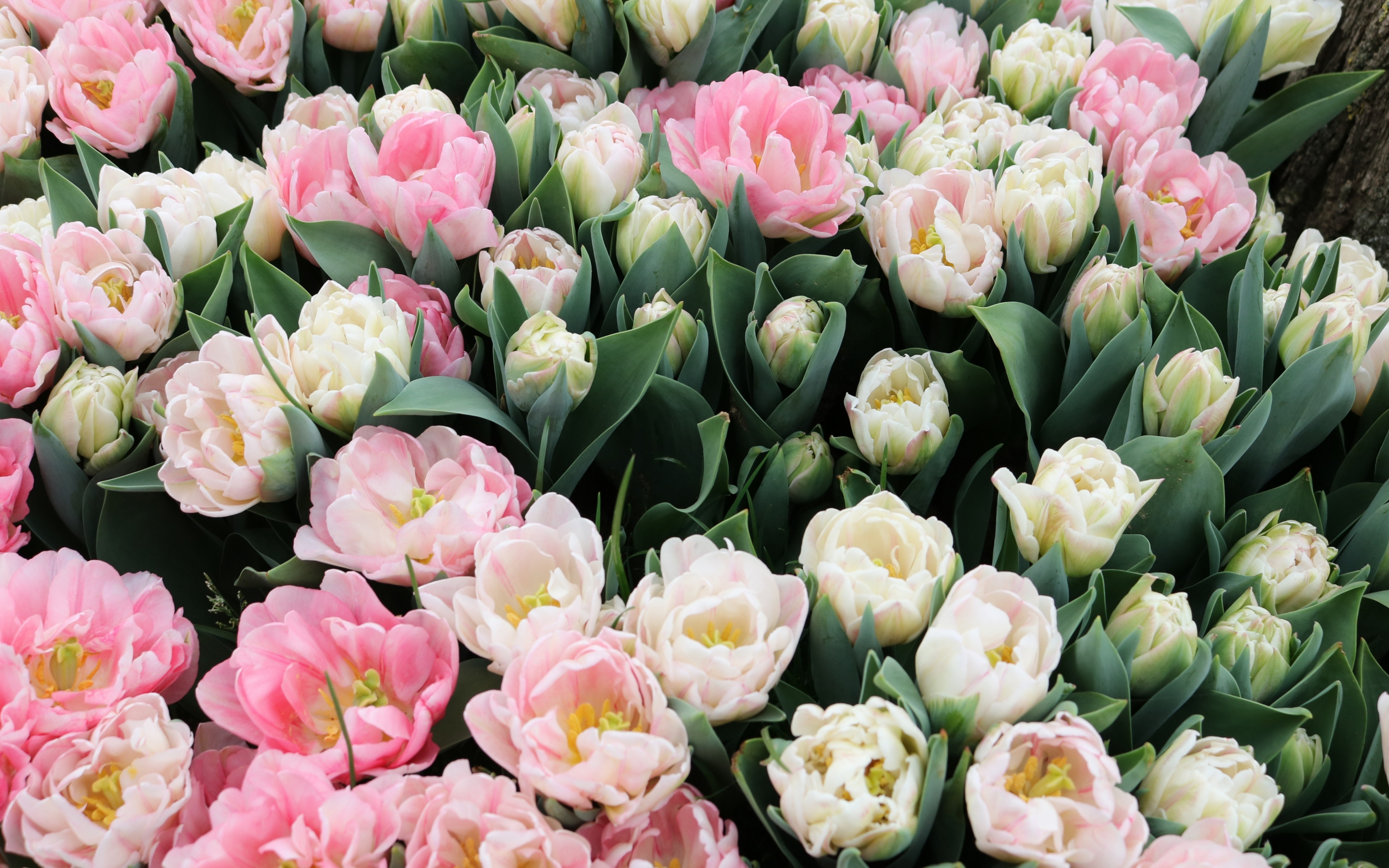 Tulips, fresh, white & pink flowers, 2880x1800 wallpaper