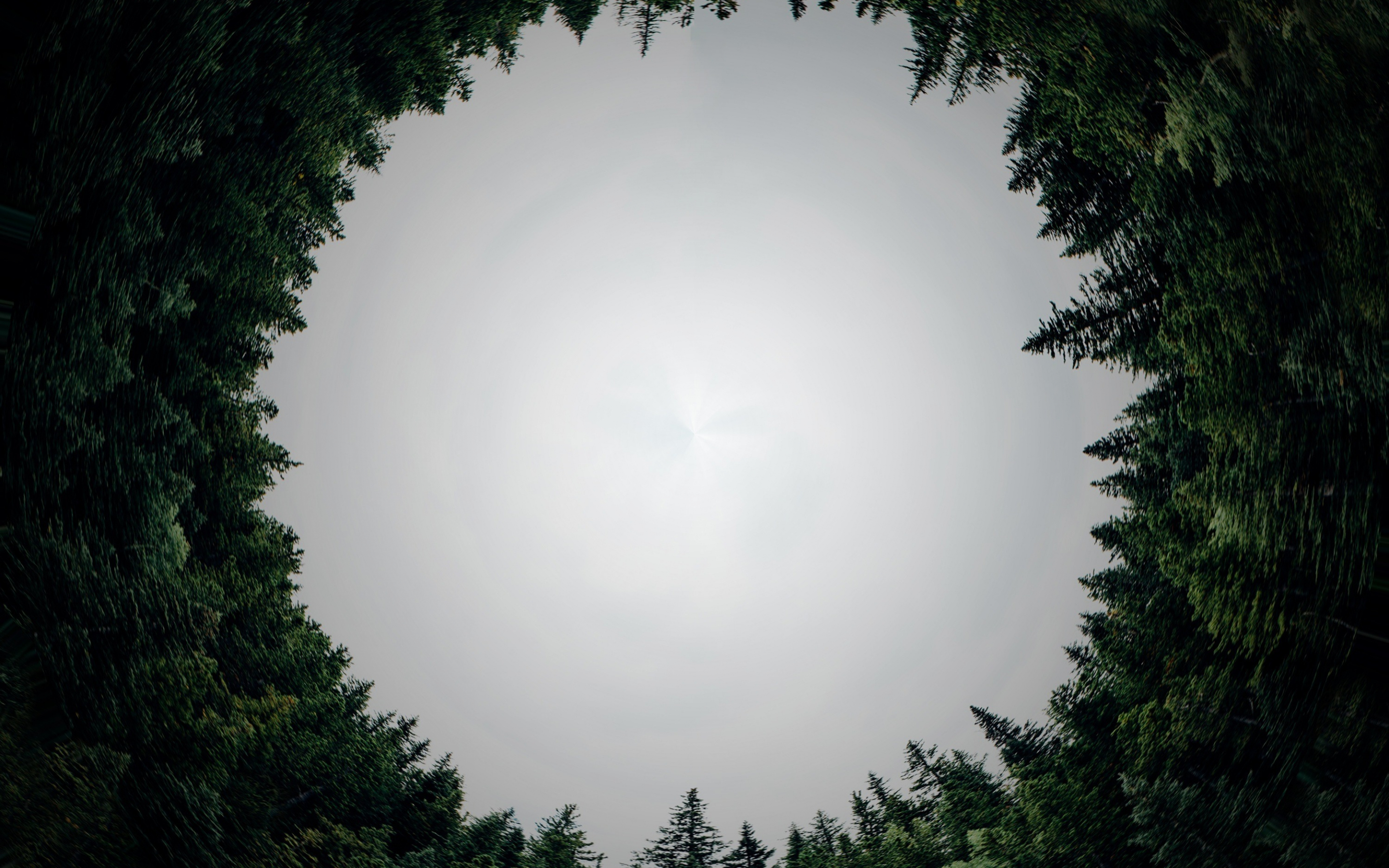 Circle, forest, trees, nature, 2880x1800 wallpaper