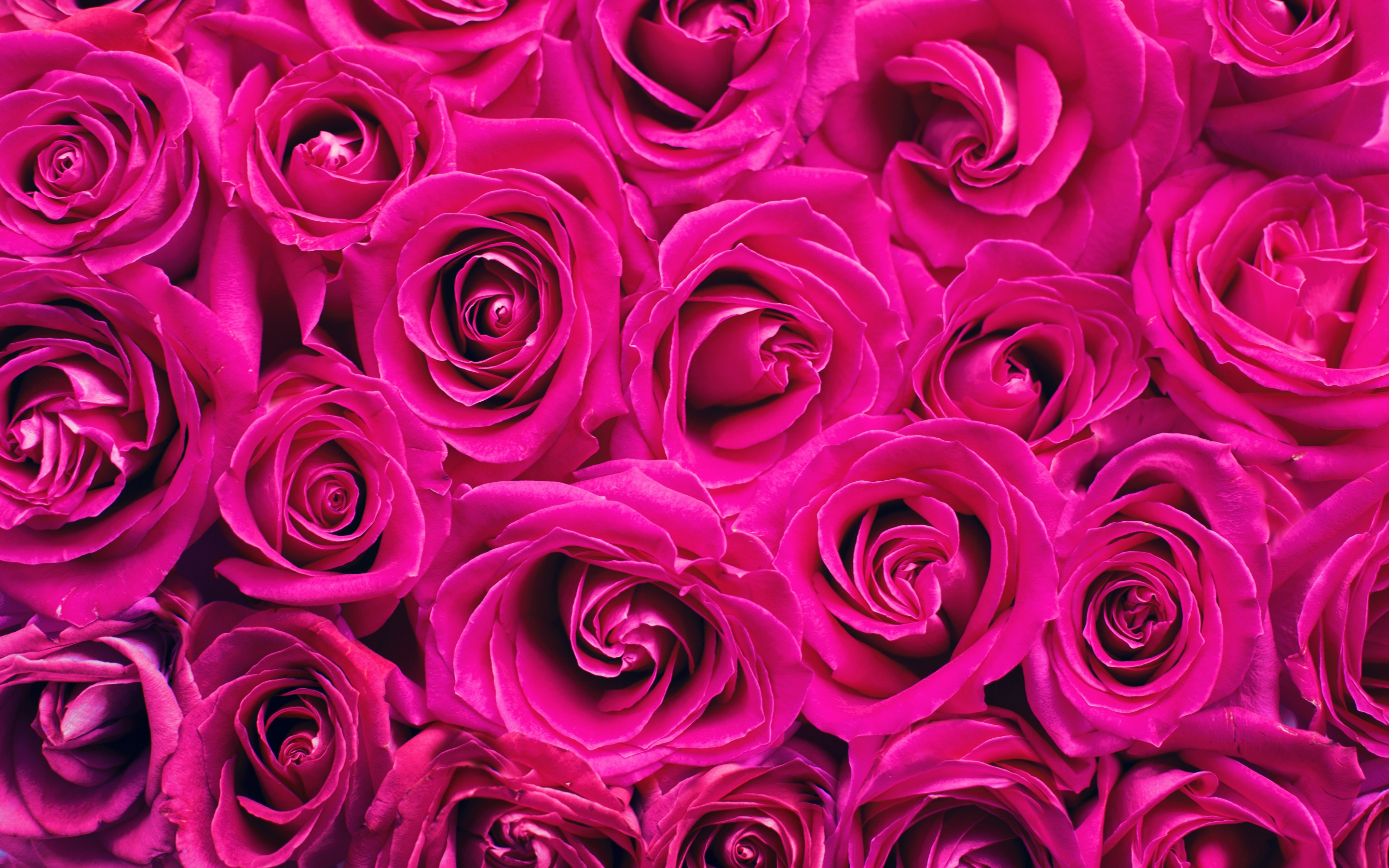 Pink roses, decorations, bouquet, 2880x1800 wallpaper