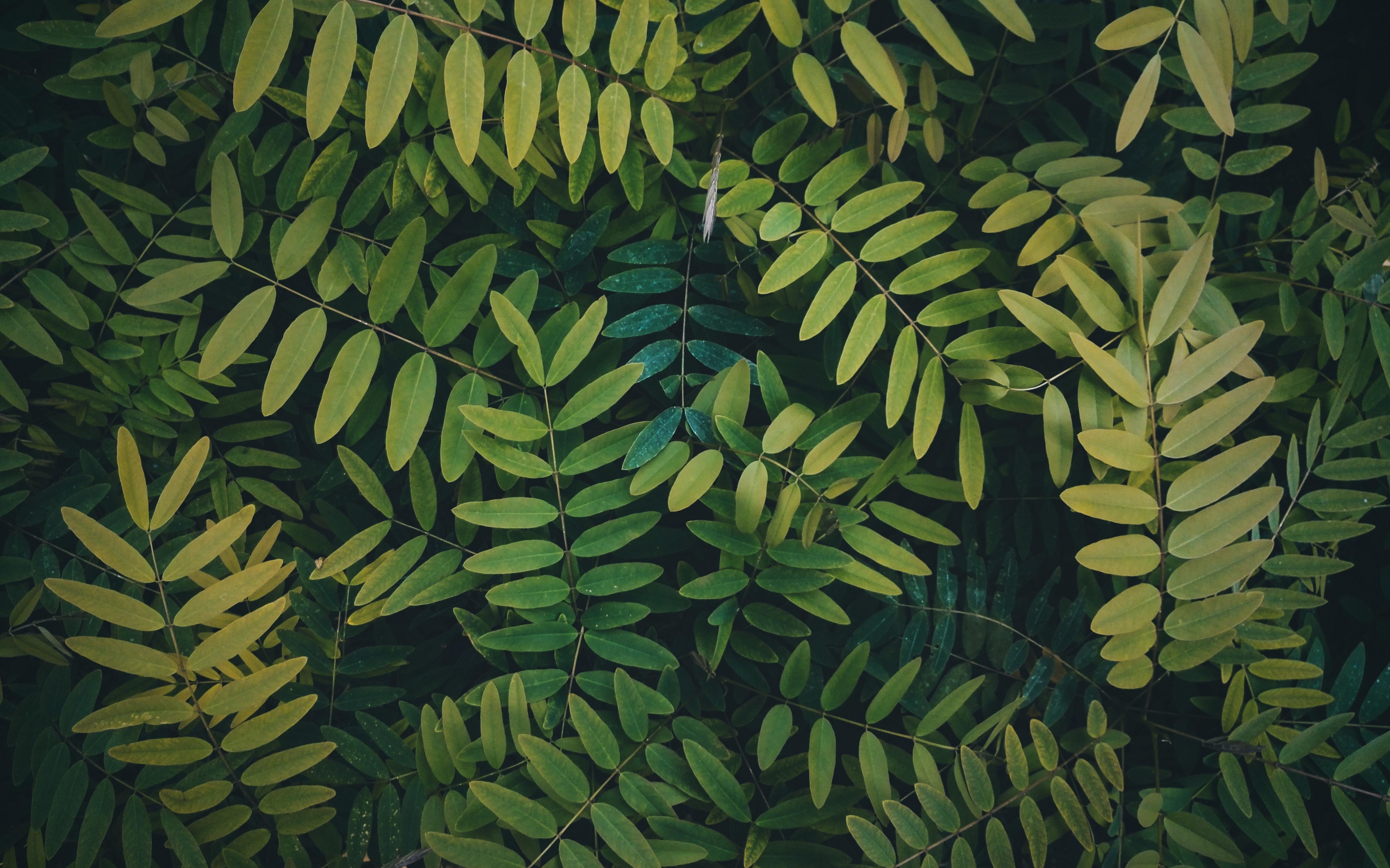 Leaves, green branches, bush, 2880x1800 wallpaper