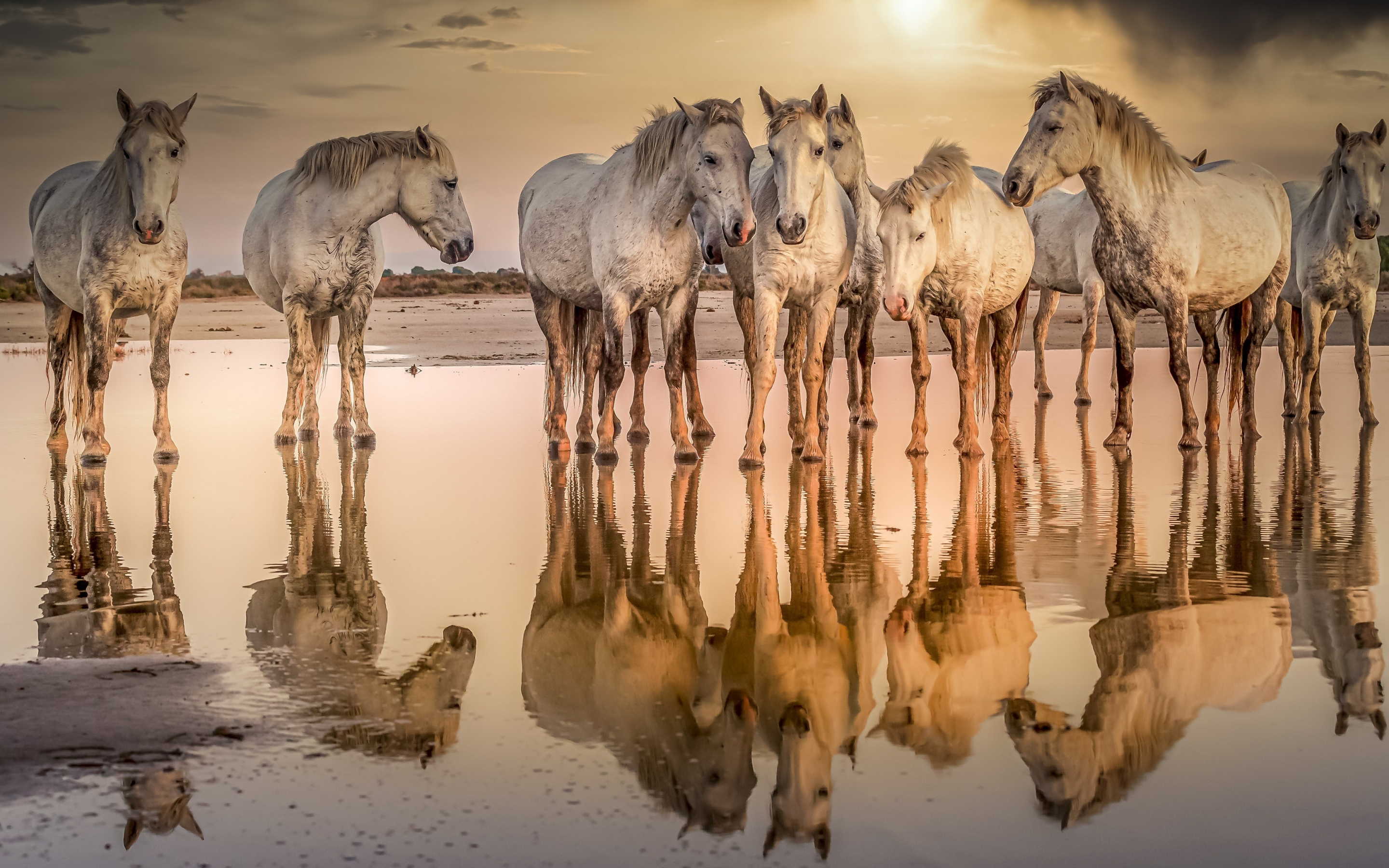 White horses at shore, reflections, animals, 2880x1800 wallpaper