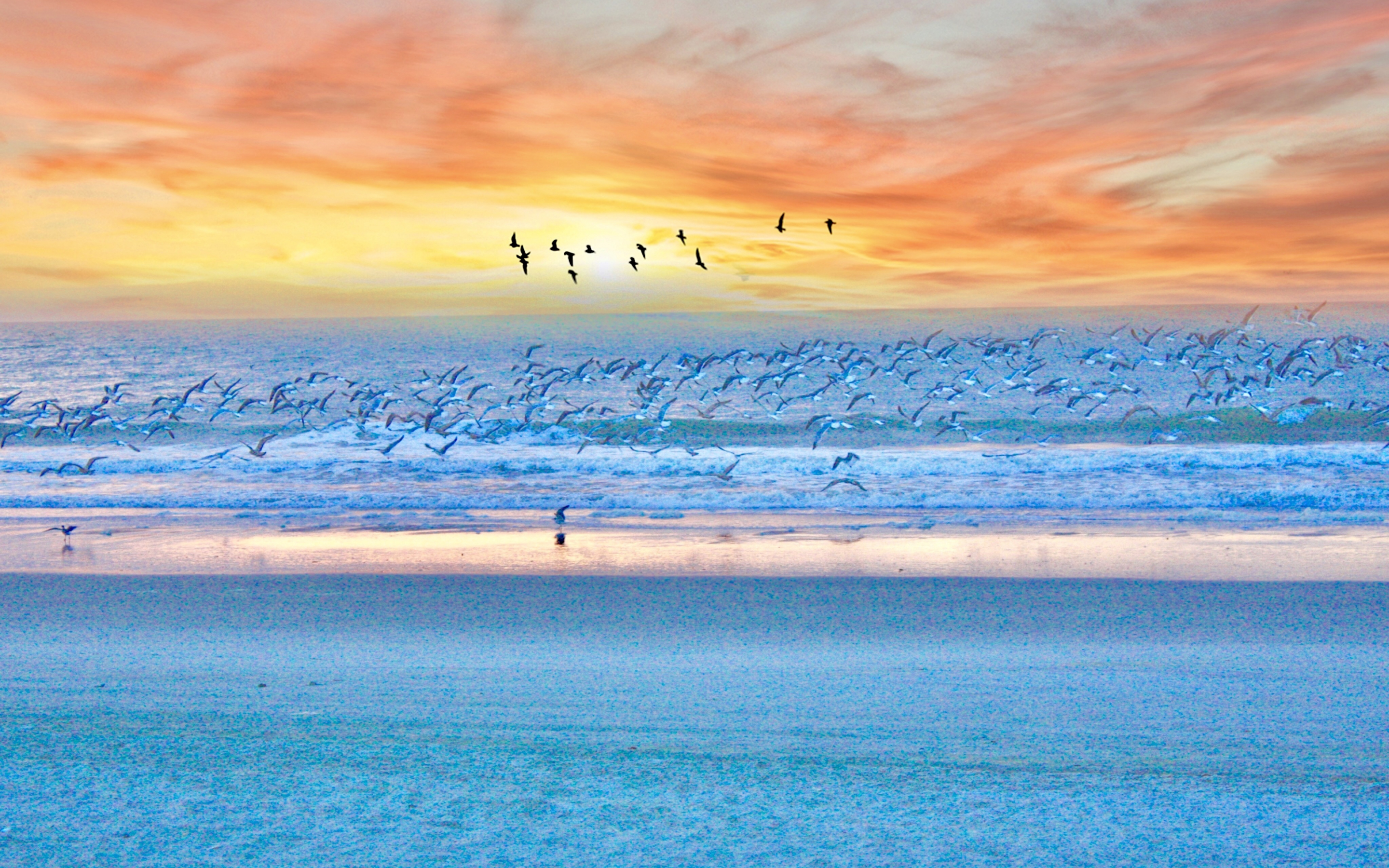 Seagulls, birds, beach, sunset, sea, 2880x1800 wallpaper
