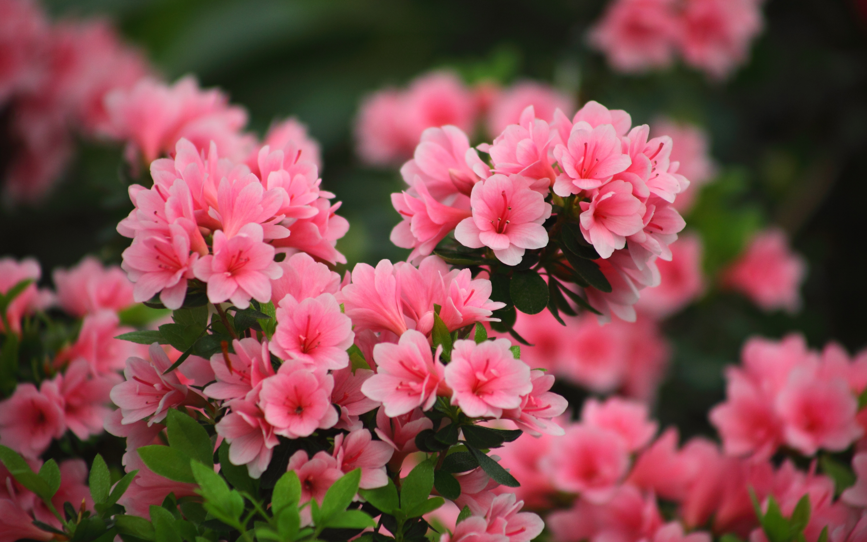 Blossom, spring, pink flowers, nature, 2880x1800 wallpaper