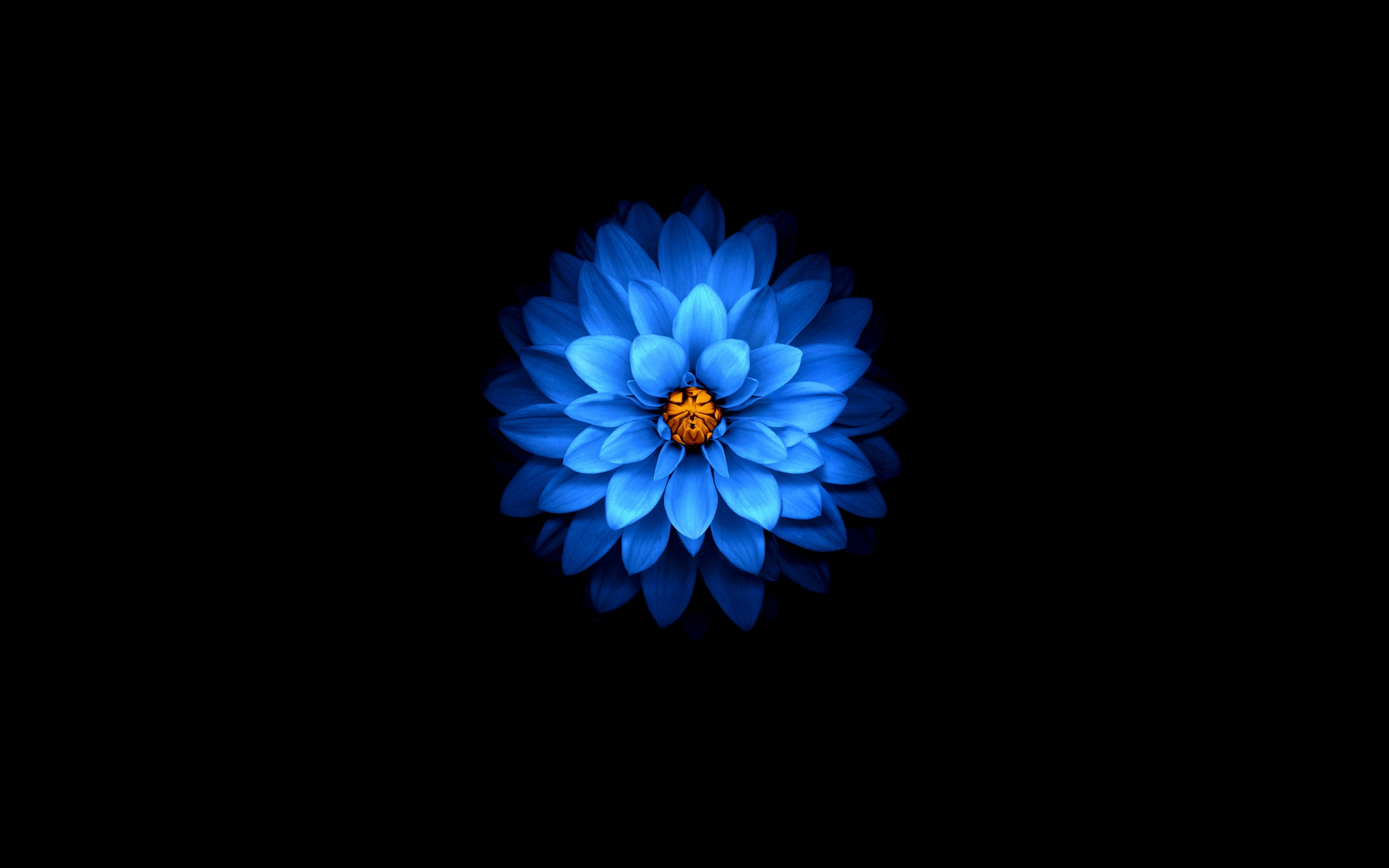 Blue flower, dark, amoled, 2880x1800 wallpaper