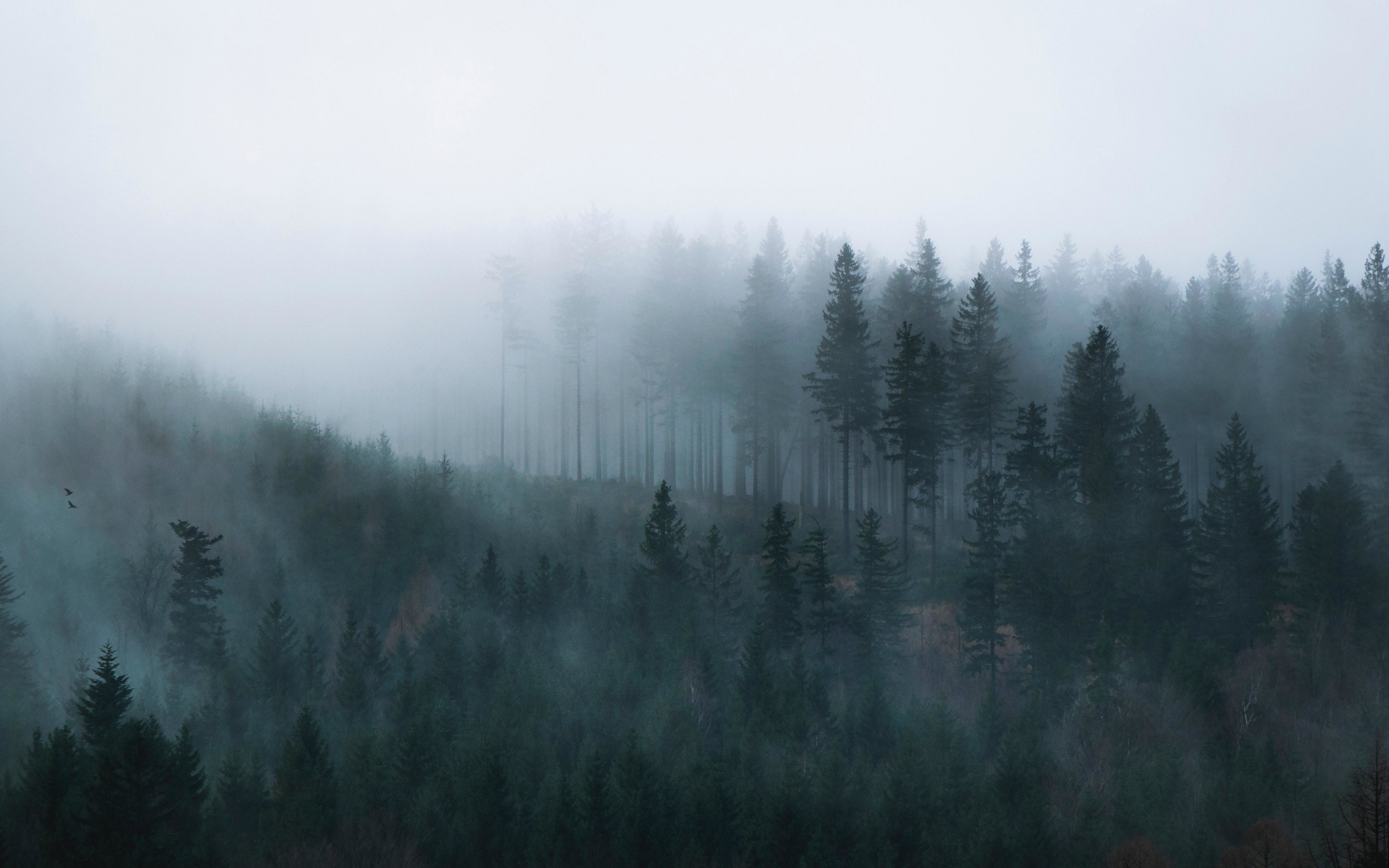 Mist, sunrise, forest, 2880x1800 wallpaper