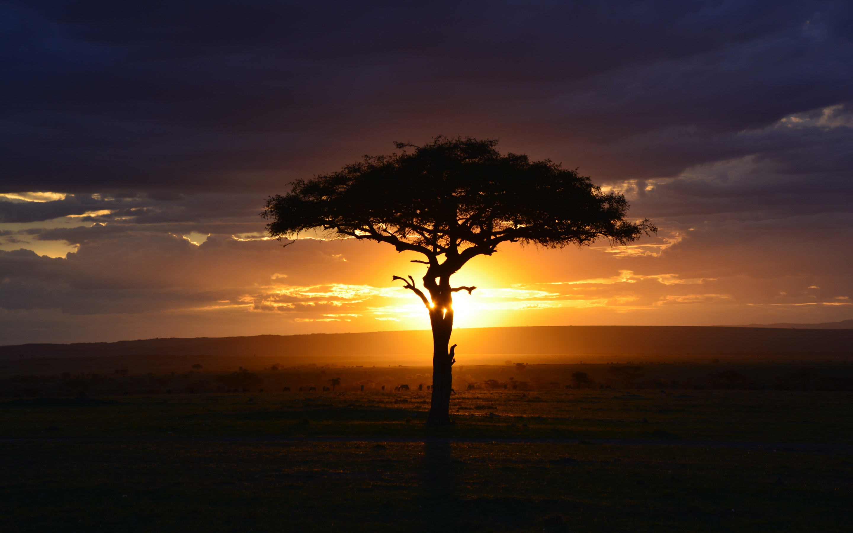 Tree, sunset, landscape, africa, 2880x1800 wallpaper