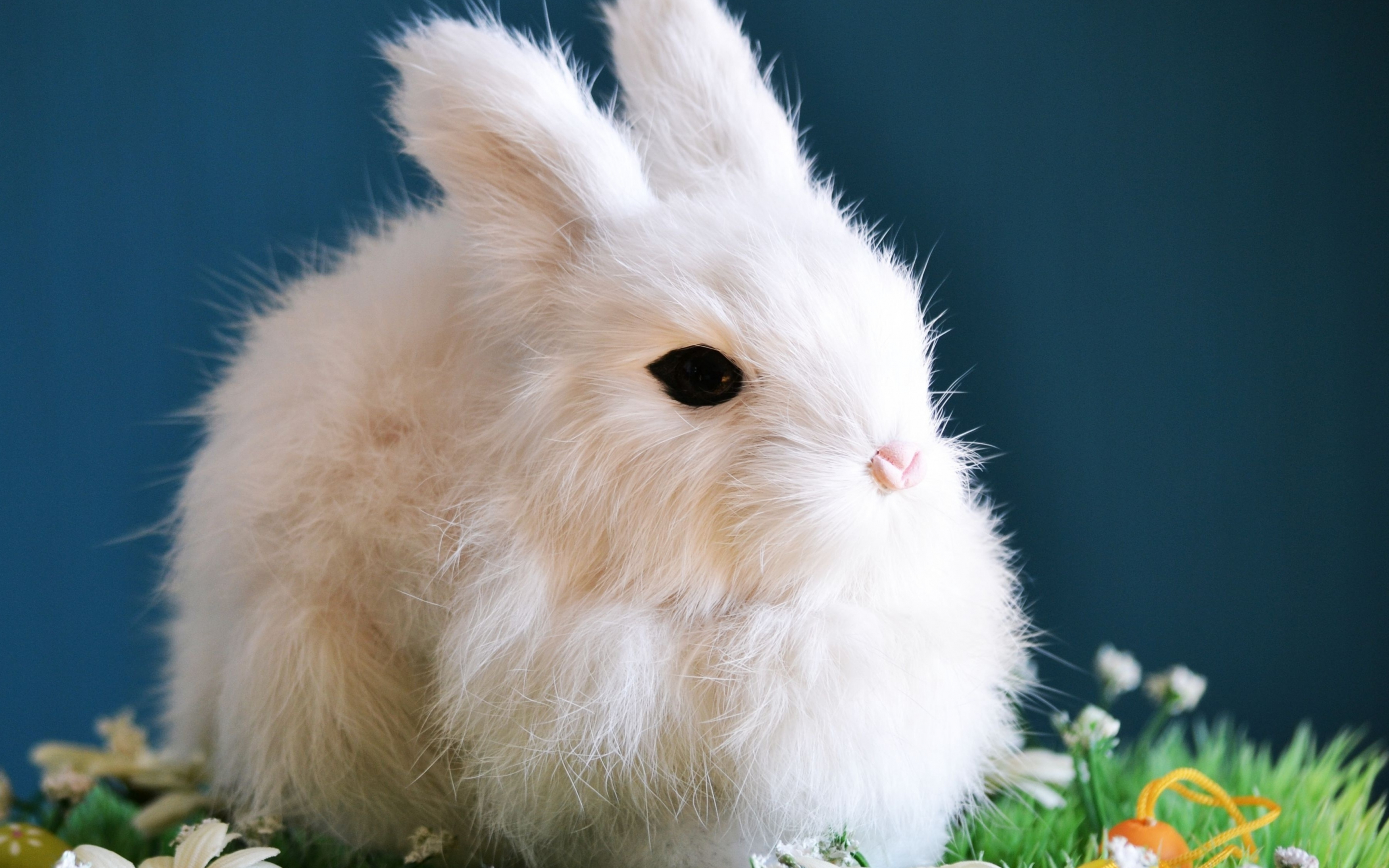 Cute, white bunny, animal, rabbit, 2880x1800 wallpaper
