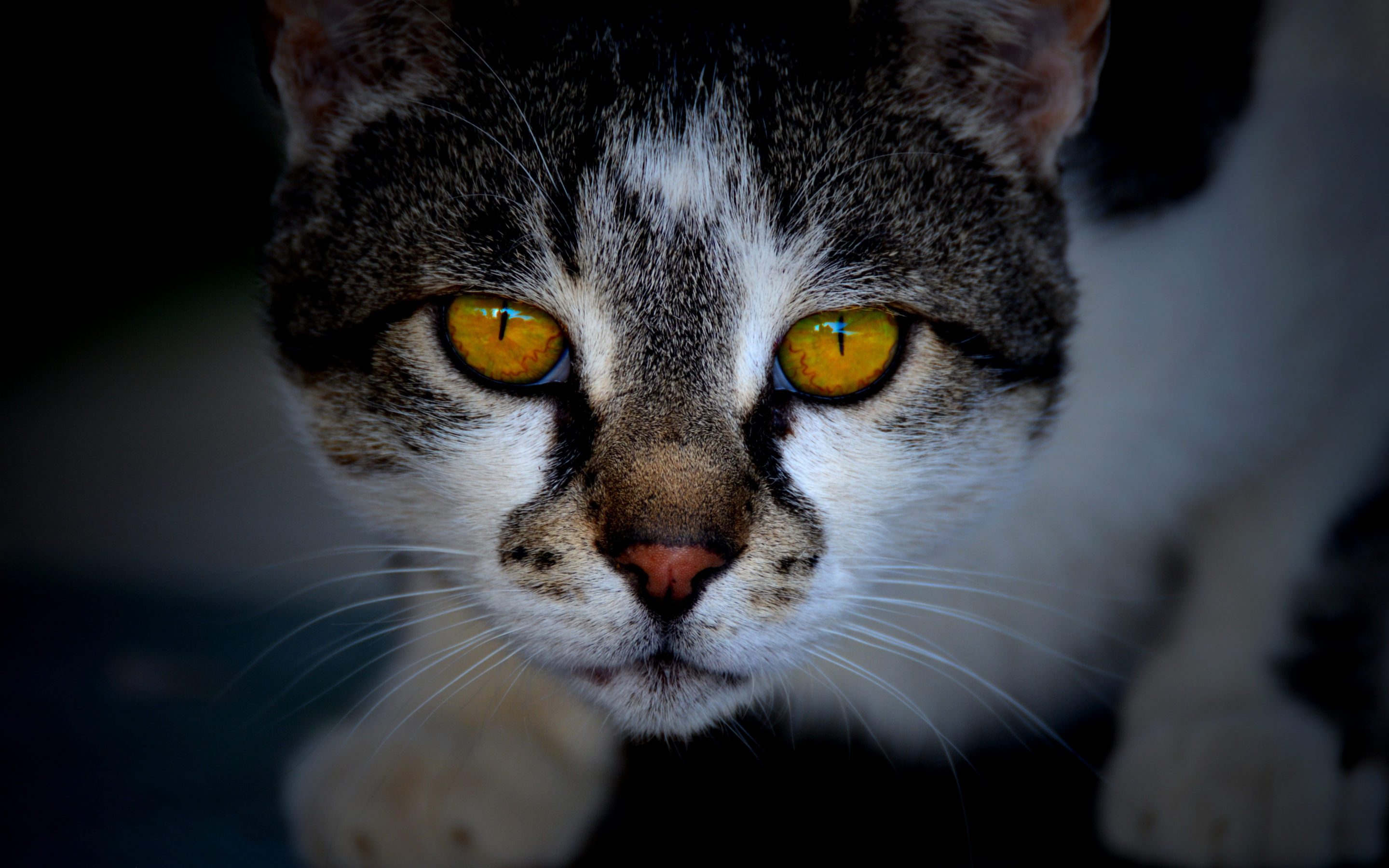Yellow eyes, fur, muzzle, feline, cat, 2880x1800 wallpaper