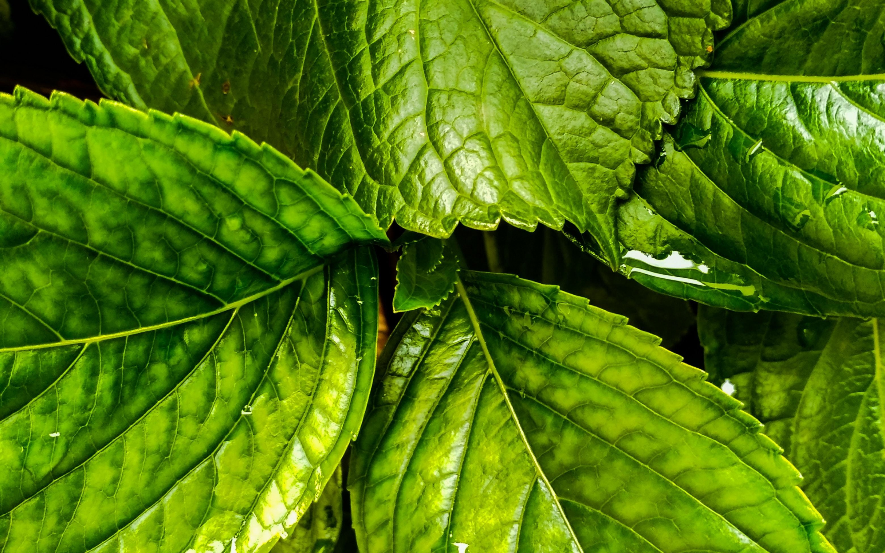 Flora, green leaves, close up, 2880x1800 wallpaper