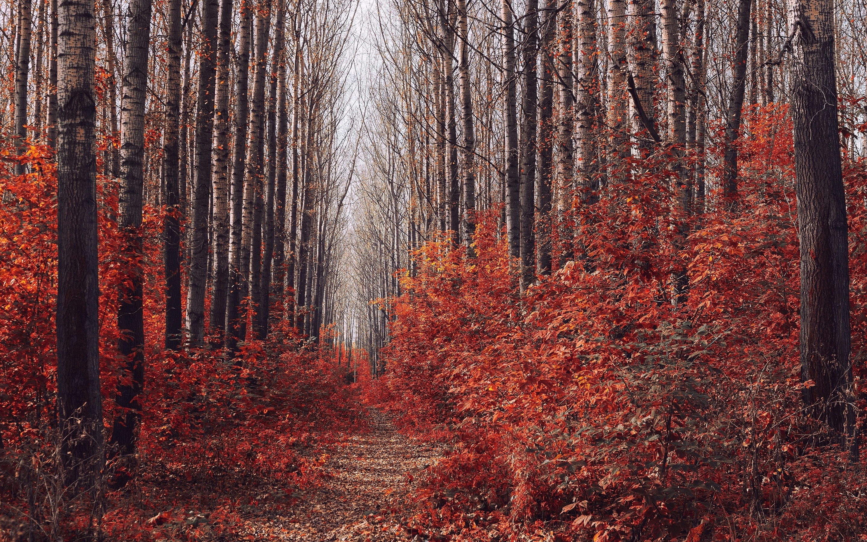 Wood, trees, forest, autumn, nature, 2880x1800 wallpaper.