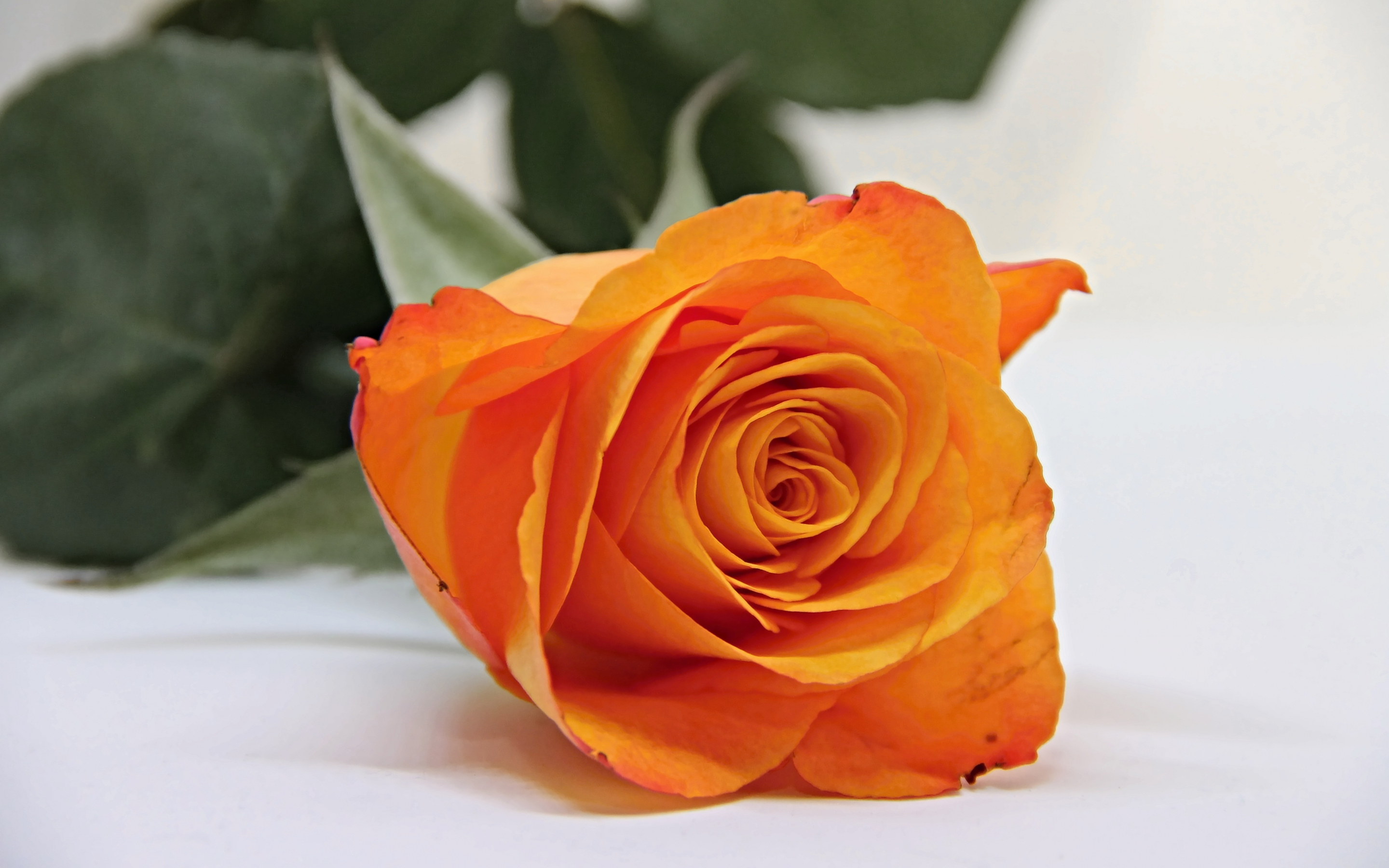 Orange rose, bud, flower, 2880x1800 wallpaper