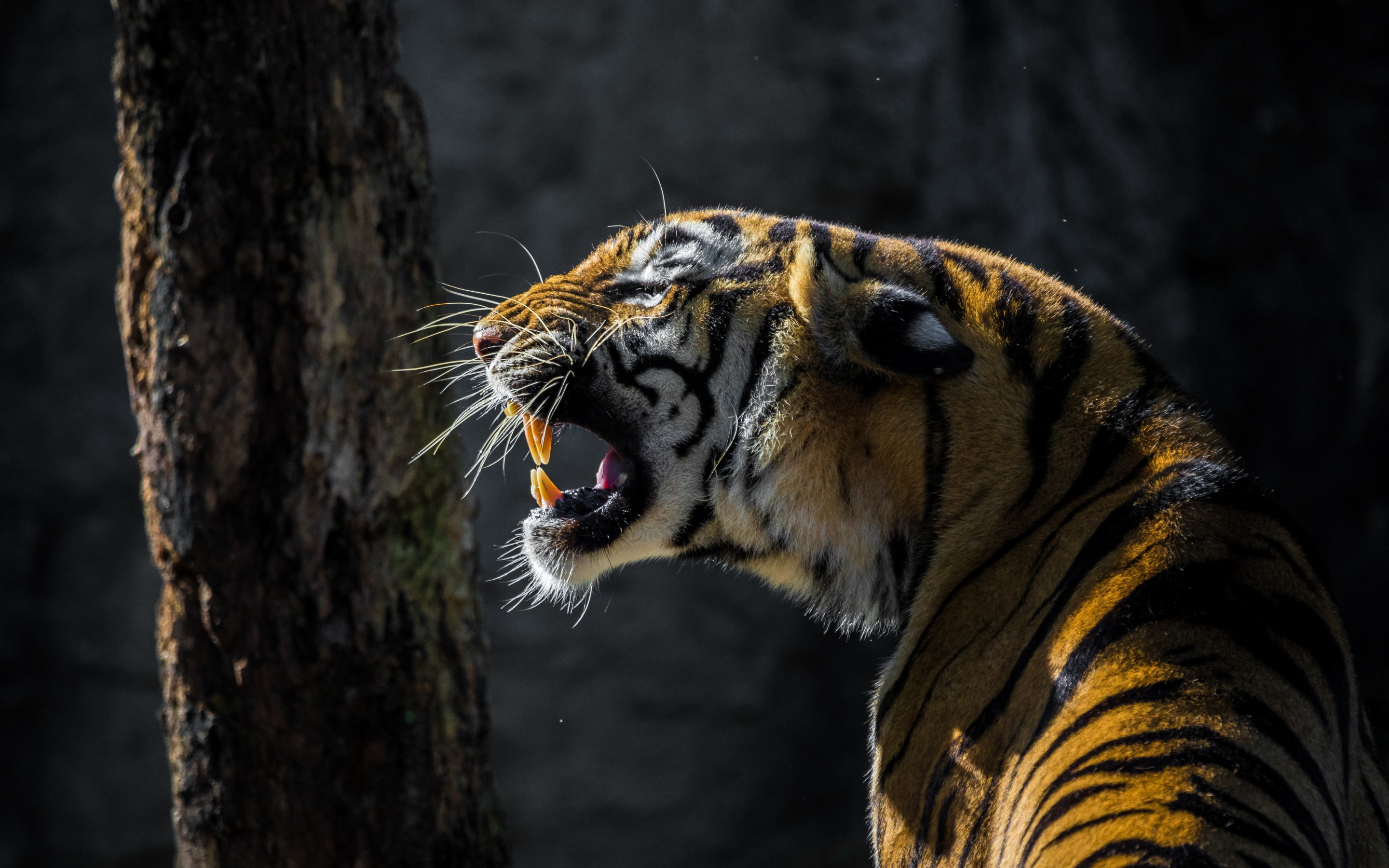Tiger, roar, wild animal, 2880x1800 wallpaper